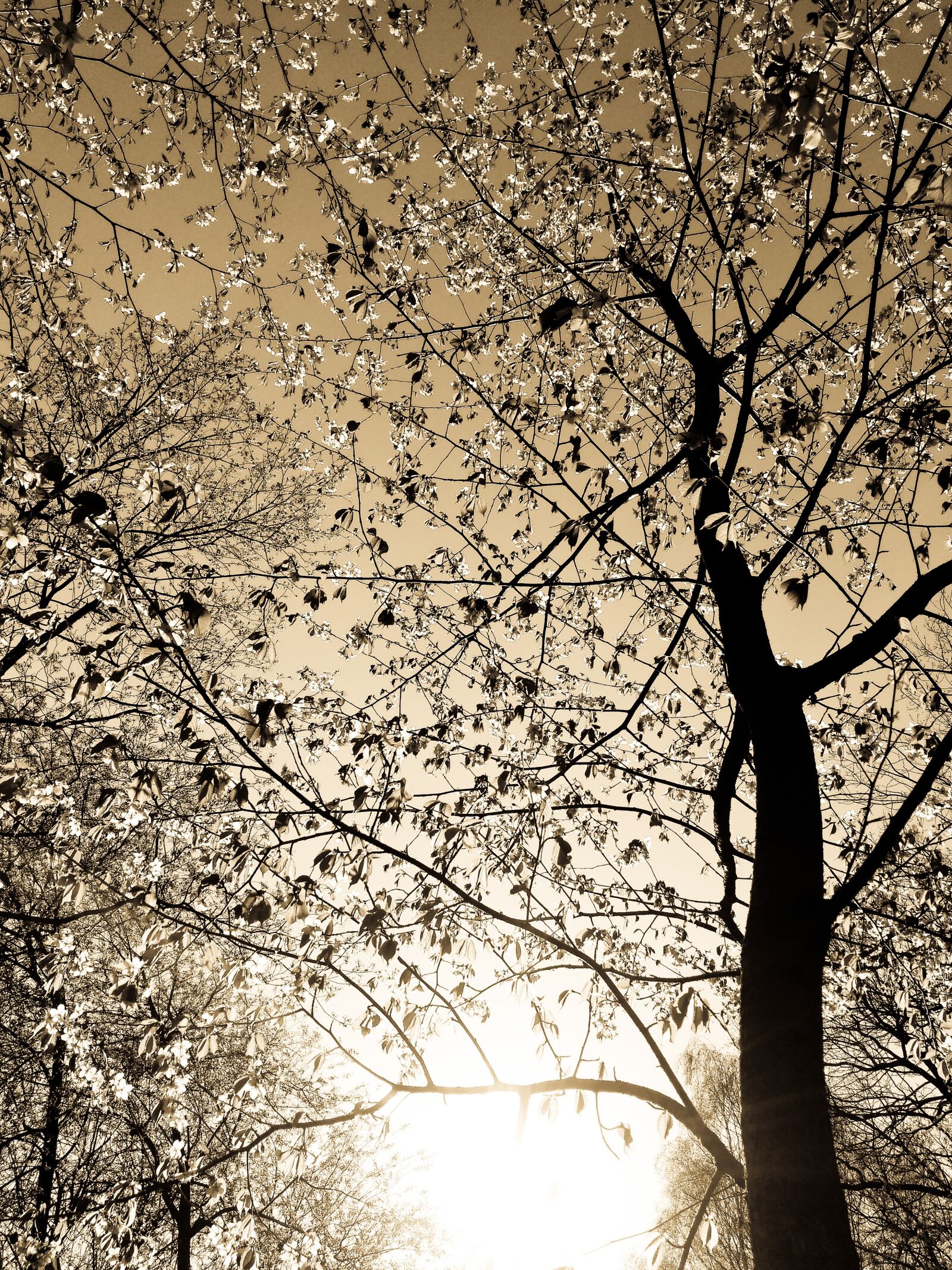 Xiaomi Redmi 3 sample photo. Tree, sun, cherry photography