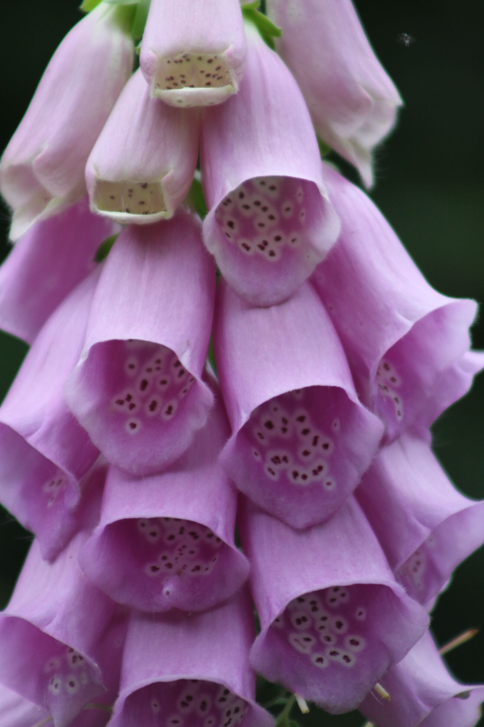 Canon EOS 500D (EOS Rebel T1i / EOS Kiss X3) sample photo. Thimble, flower, nature photography