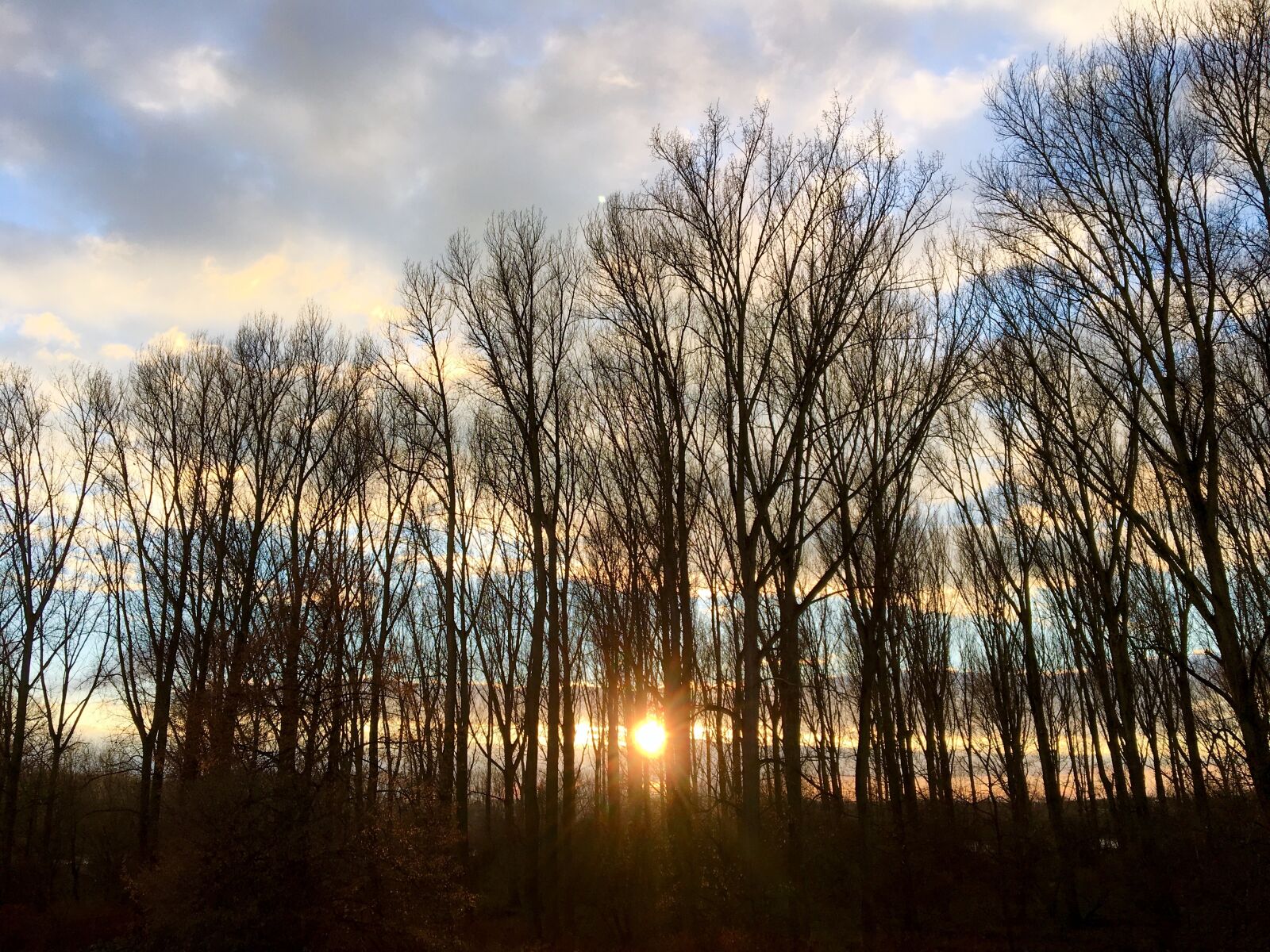 Apple iPhone 6s sample photo. Winter sun, trees, poplars photography