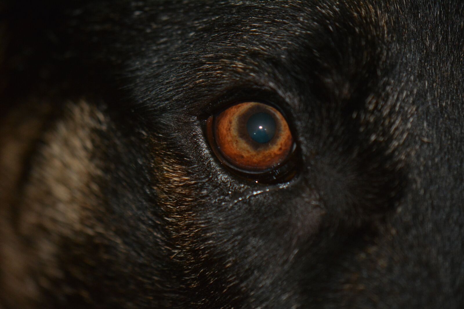 Nikon D7100 sample photo. Eye, dog eye, brown photography