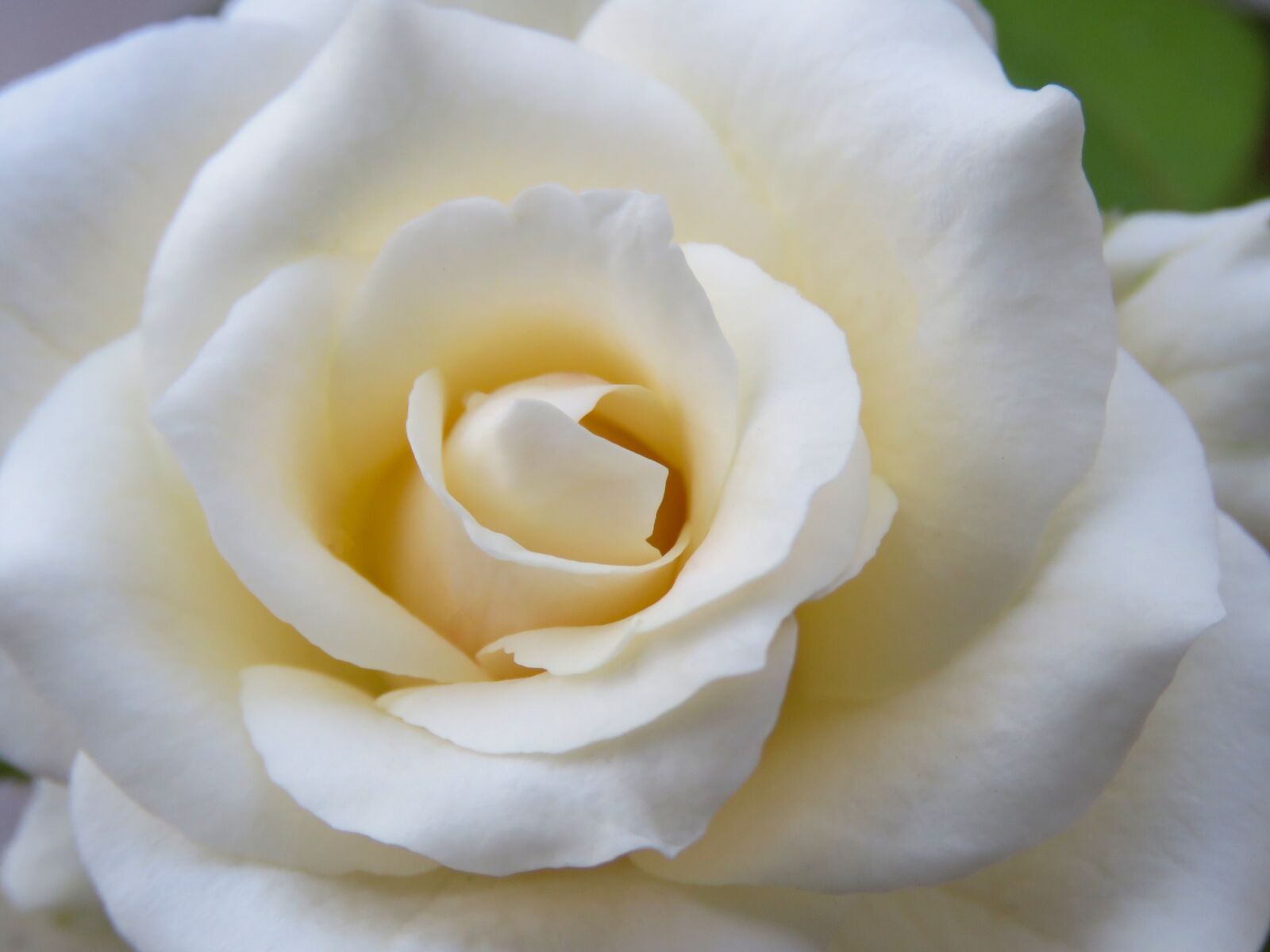 Canon PowerShot SX60 HS sample photo. White rose, rose, rose photography
