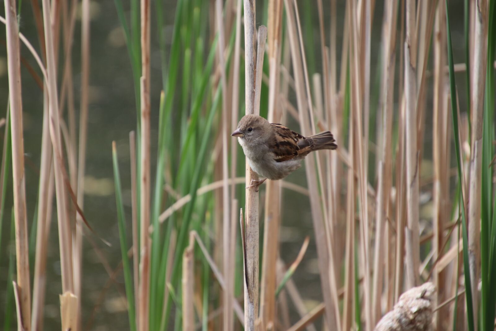 Canon EOS 800D (EOS Rebel T7i / EOS Kiss X9i) sample photo. Sparrow, birds, sparrows photography