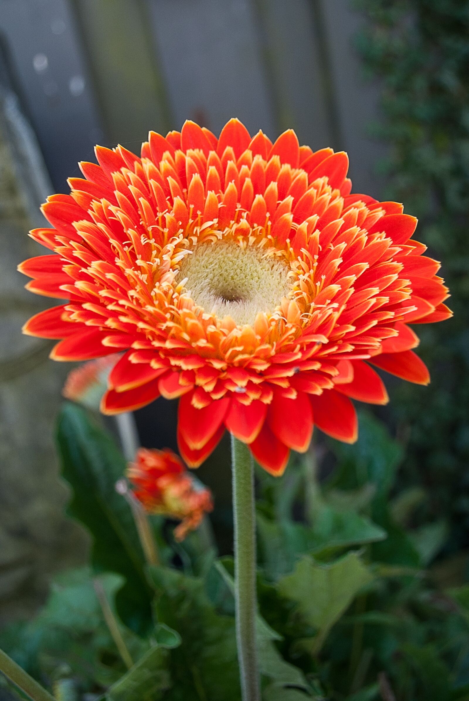 Nikon D3000 sample photo. Gerbera, flower, color photography
