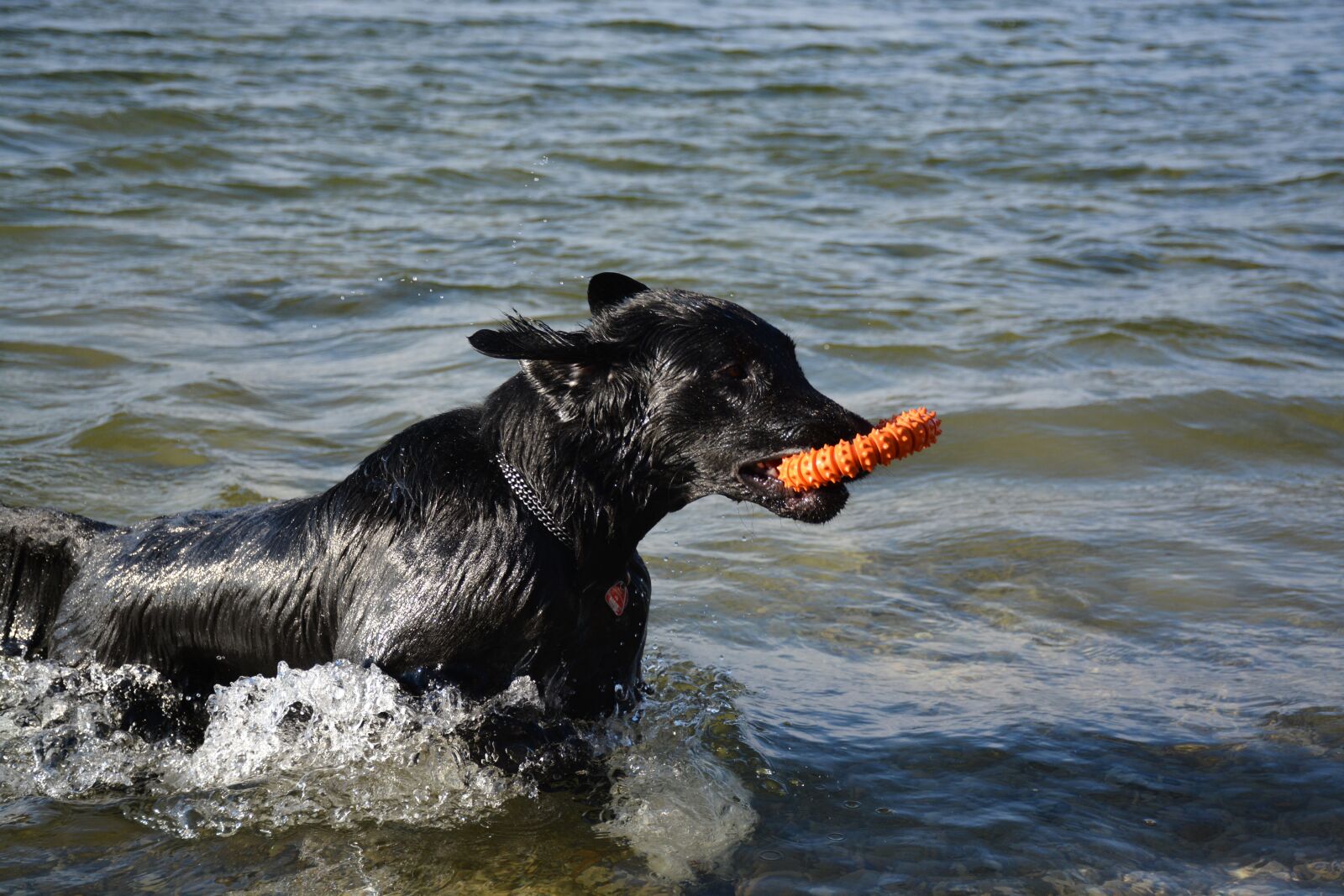 Nikon D7100 sample photo. Dog, retriever, flat photography