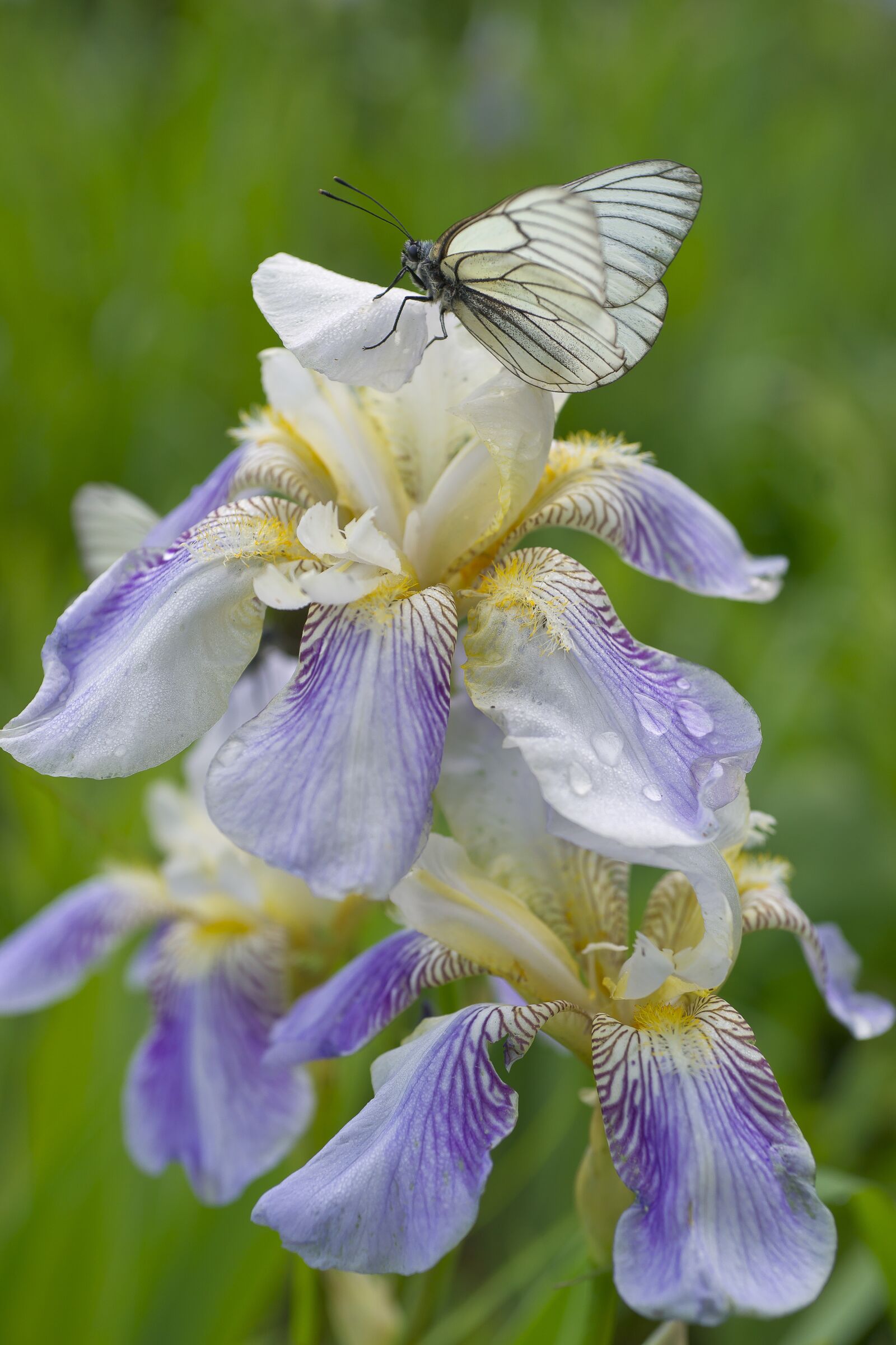 Sony Alpha DSLR-A850 sample photo. Butterfly, iris flowers, botanica photography