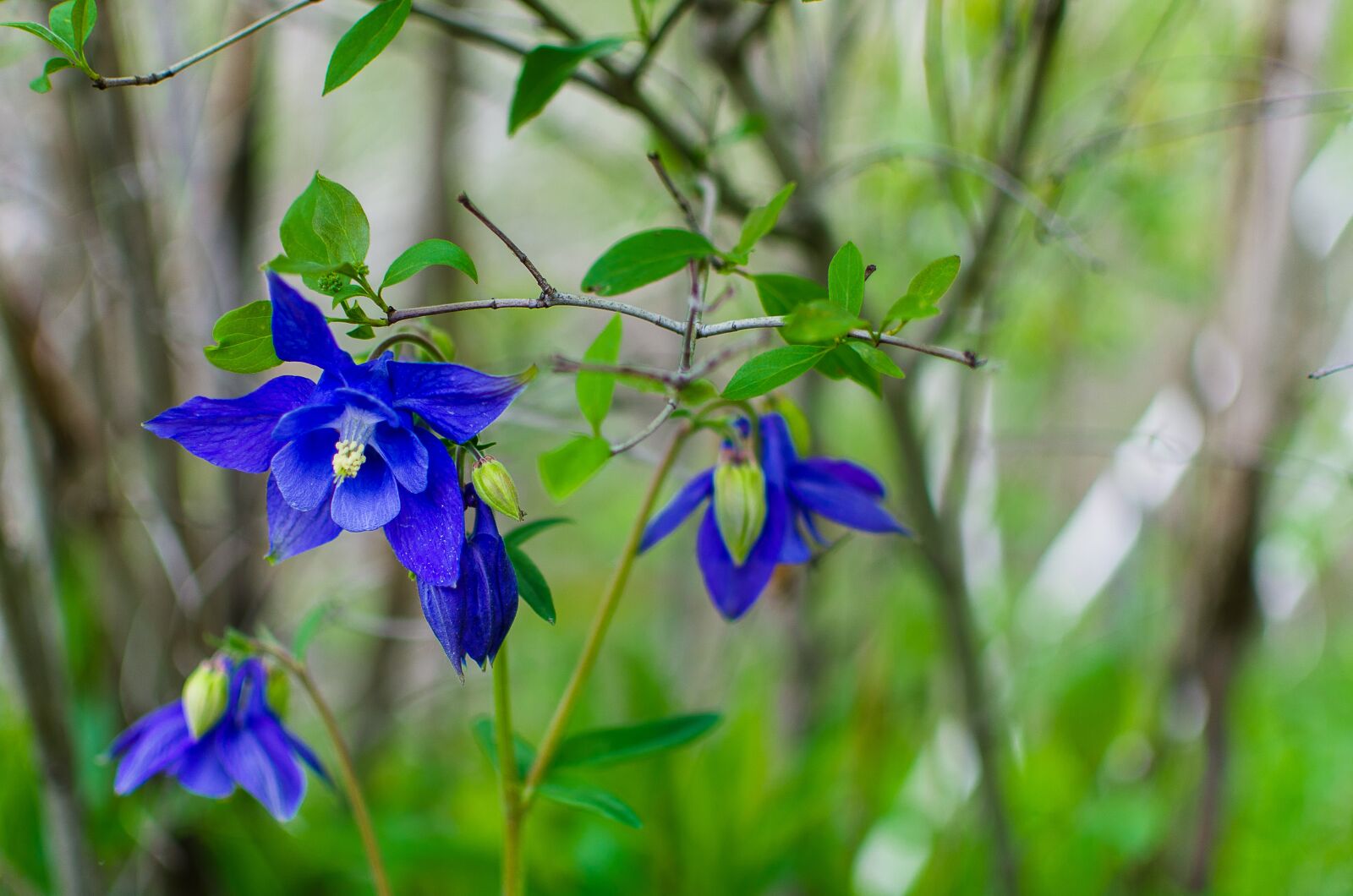 Nikon D7000 sample photo. Blue flower, flower, spring photography