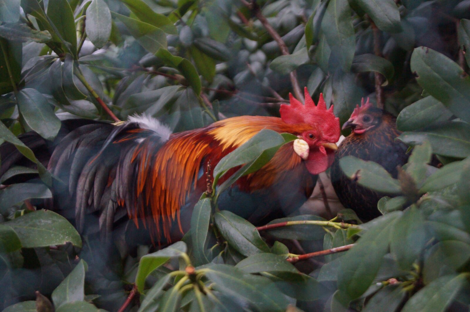 Sony SLT-A37 sample photo. Chickens, hahn, garden photography