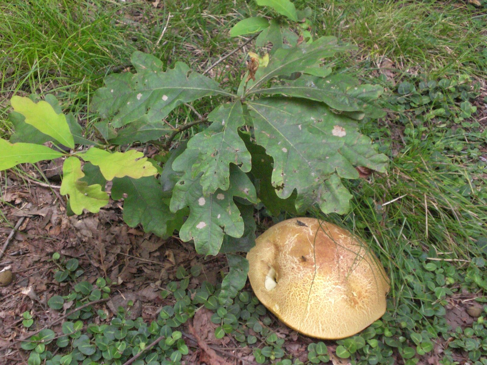 CASIO EX-Z75 sample photo. Mushroom, oak, nature photography