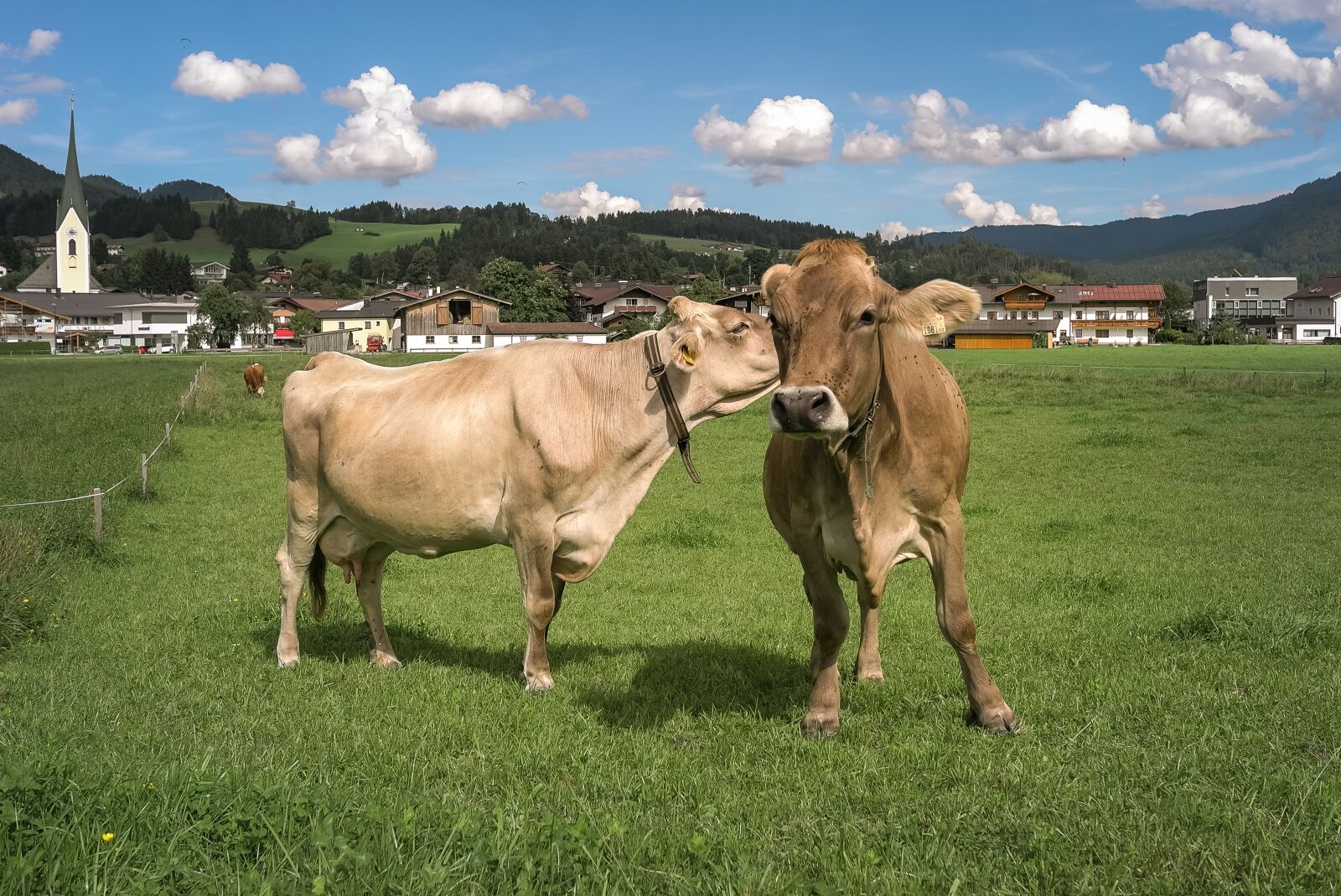 Leica X1 sample photo. Cows, switzerland, mountains photography