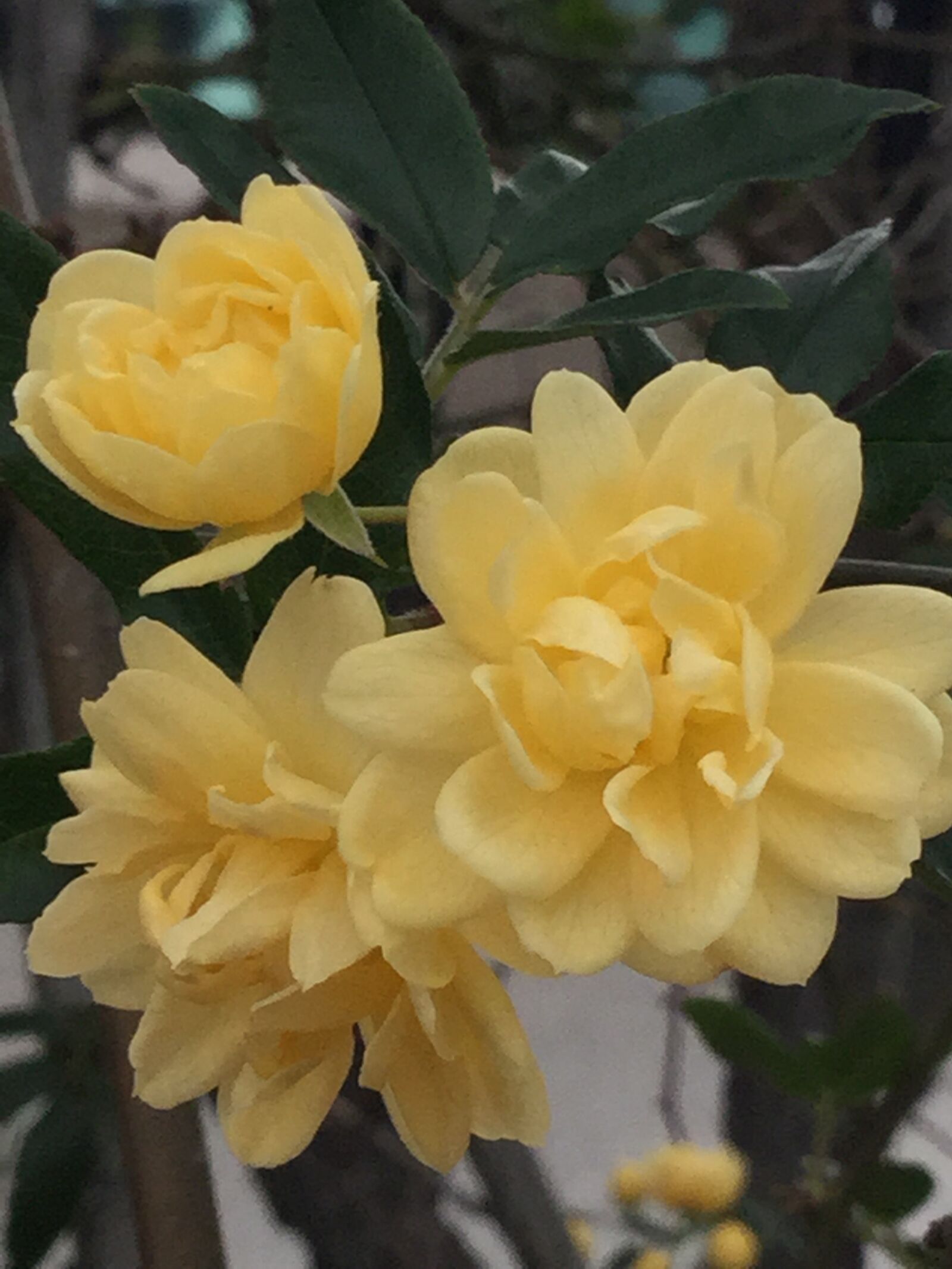 iPod touch back camera 3.3mm f/2.4 sample photo. Yellow, rose, flower photography