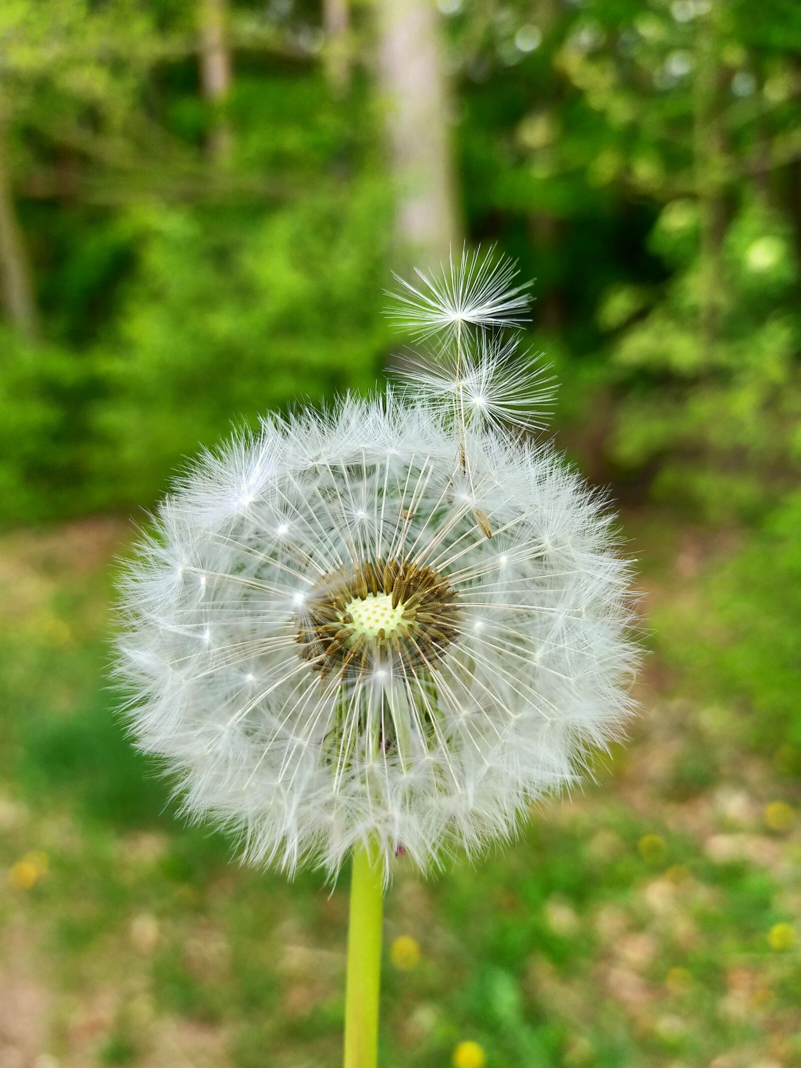 OPPO A9 2020 sample photo. Spring, tree, nature photography