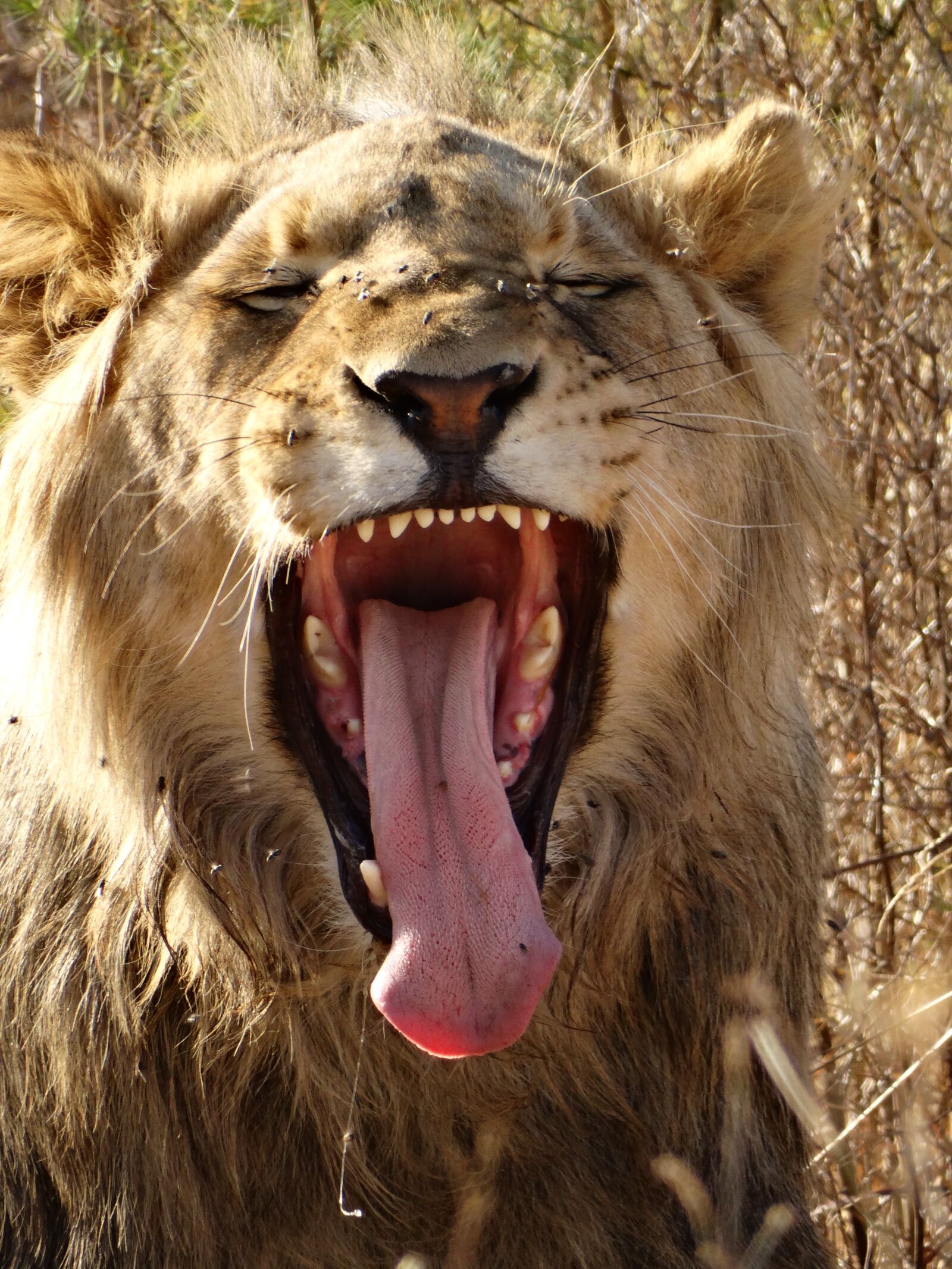Sony Cyber-shot DSC-HX300 sample photo. Lion's whelp, lion, big photography