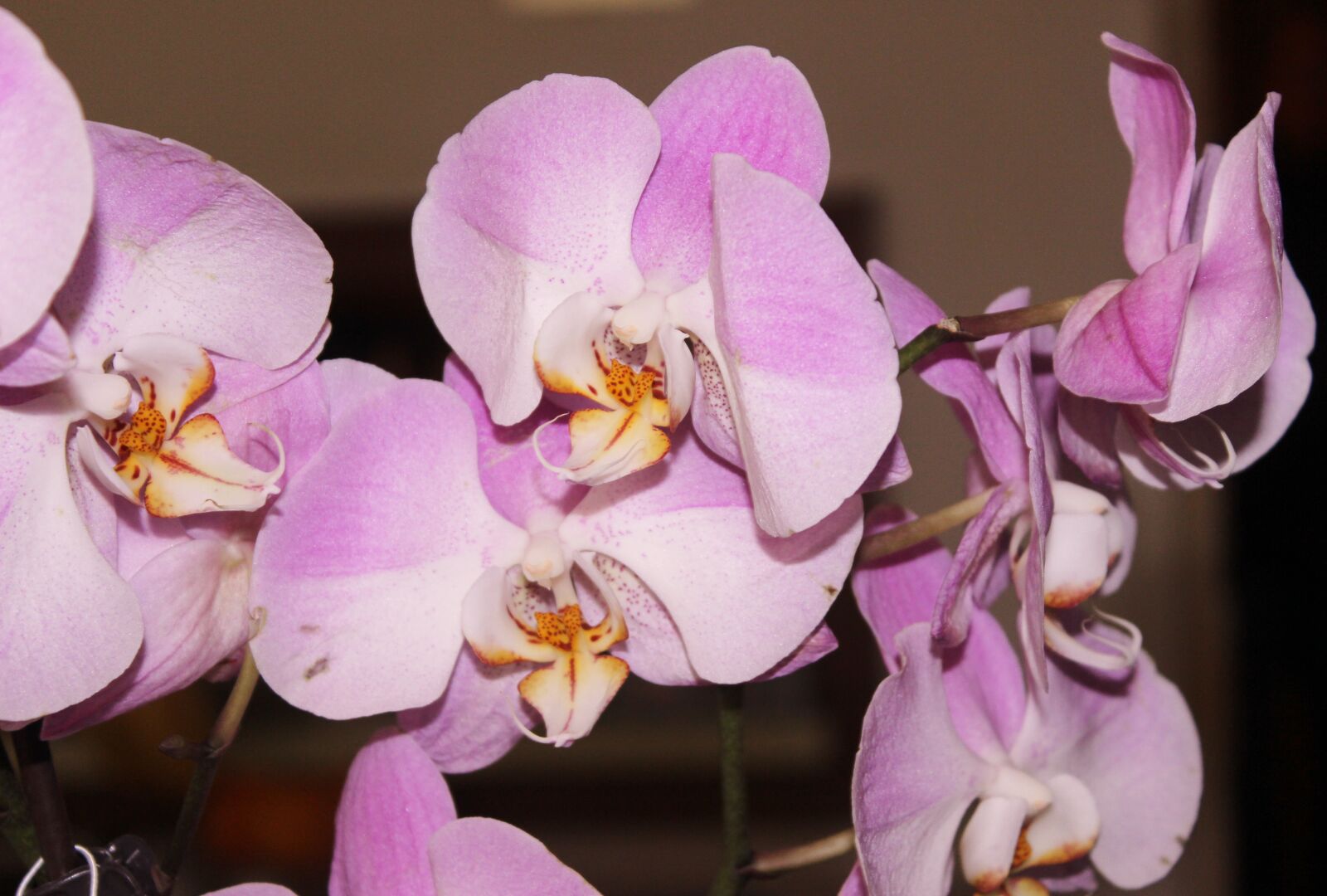 Canon EOS 600D (Rebel EOS T3i / EOS Kiss X5) sample photo. Orchid, pink flower, fascia photography
