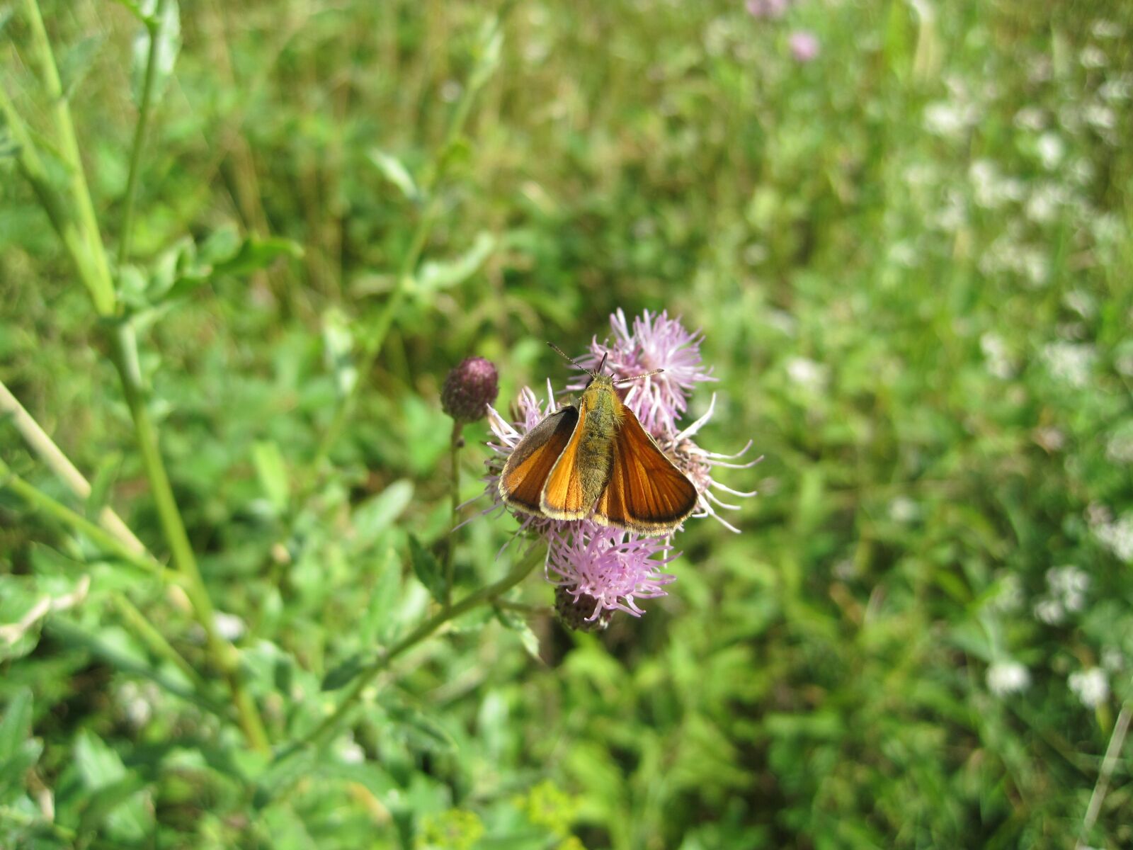 Canon PowerShot SD1200 IS (Digital IXUS 95 IS / IXY Digital 110 IS) sample photo. Insect, butterfly, skipper photography