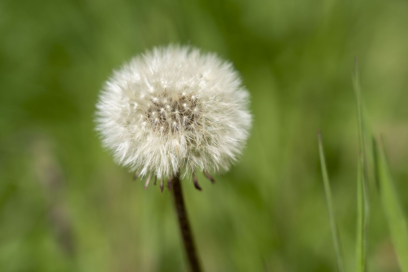 Sony FE 24-105mm F4 G OSS sample photo. Dandelion, meadow, spring photography