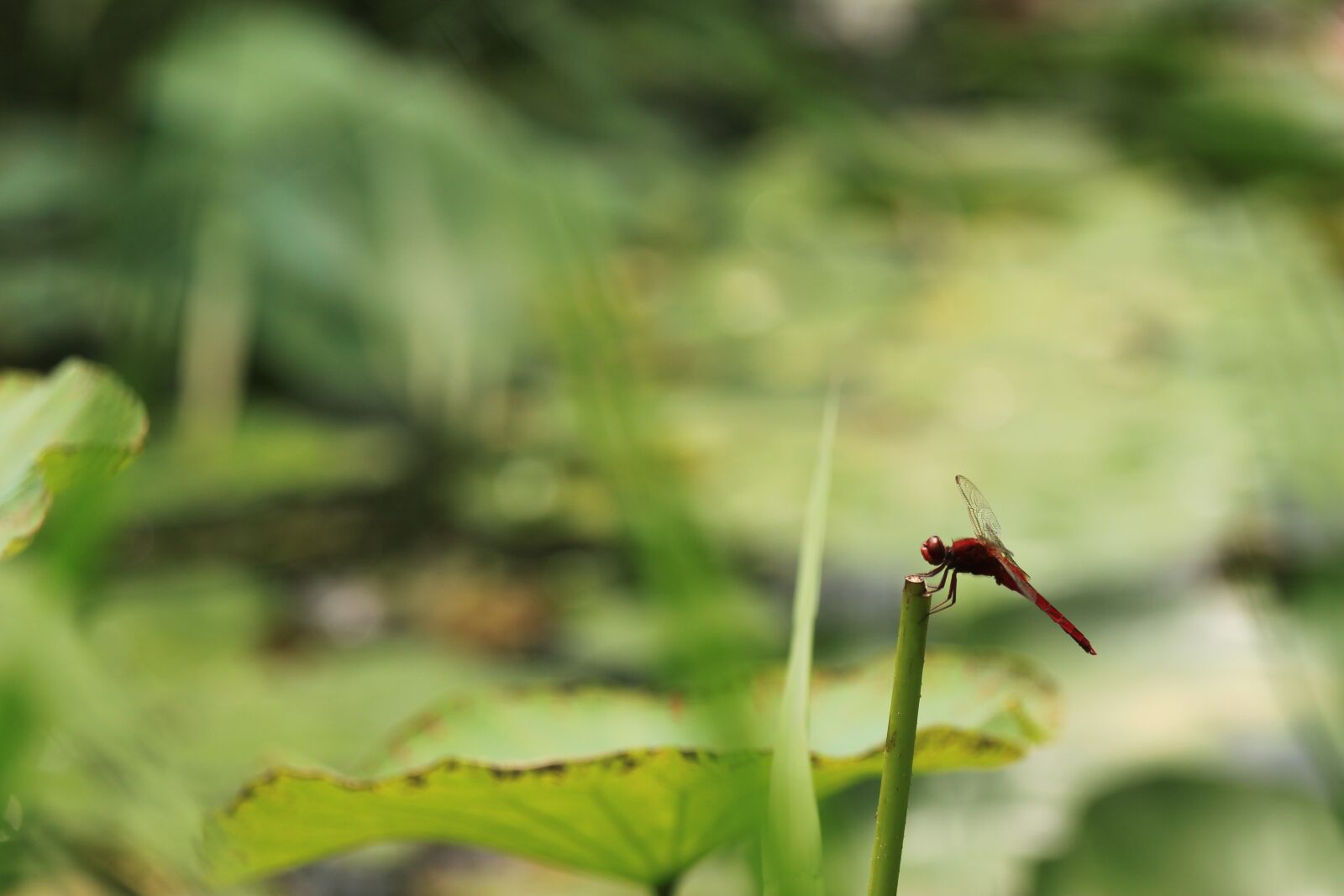 Canon EOS 500D (EOS Rebel T1i / EOS Kiss X3) sample photo. Dragonfly, lotus leaf, pond photography