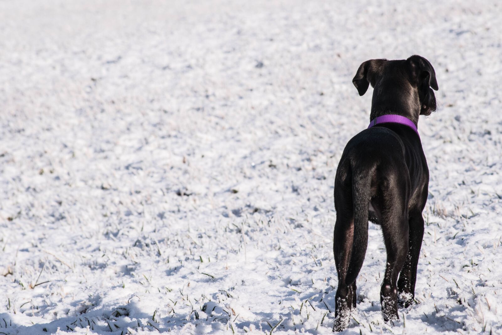 Nikon D3300 sample photo. Snow, winter, cold photography