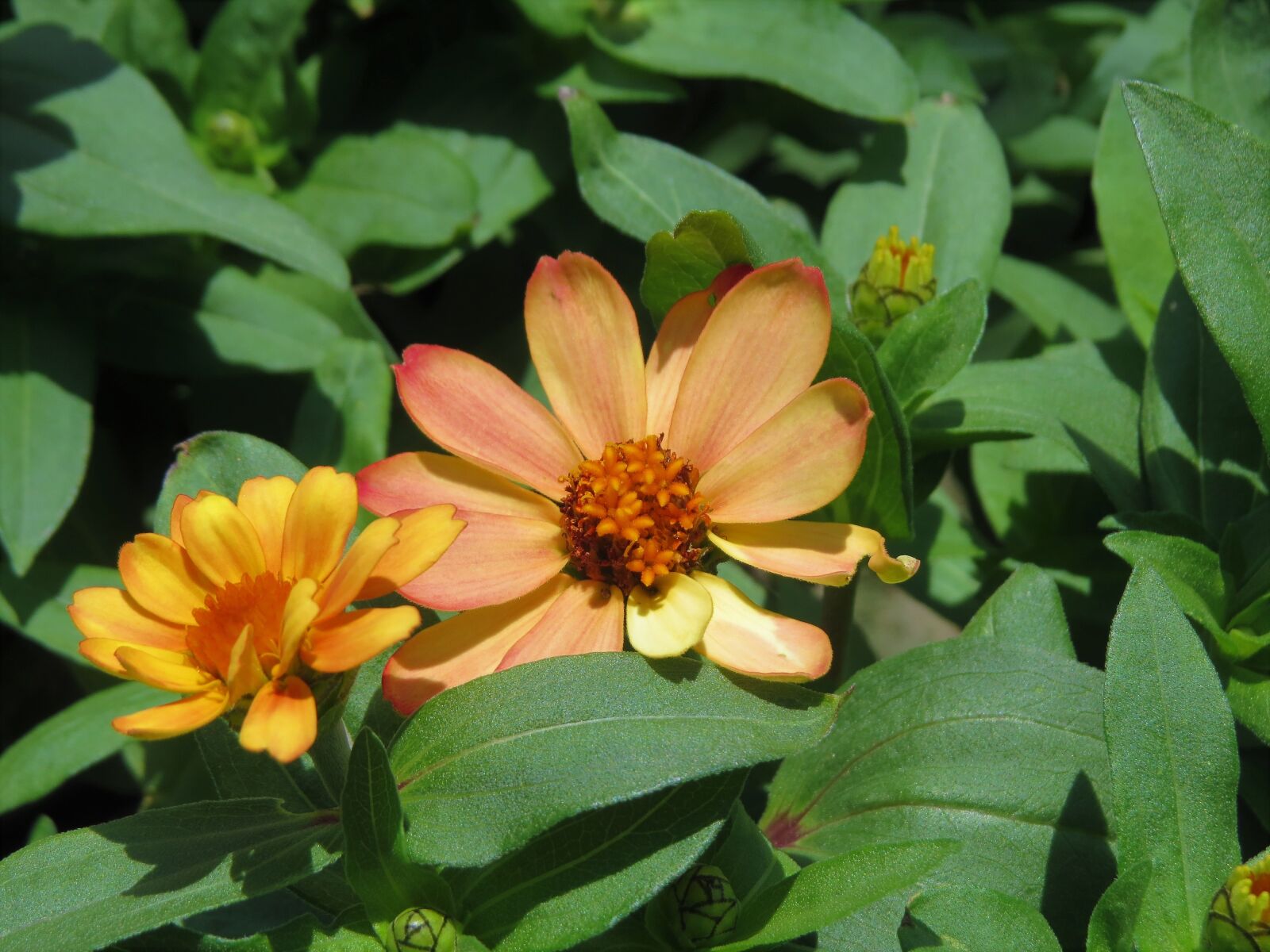 Canon PowerShot SX50 HS sample photo. Flowers, rust, yellow photography