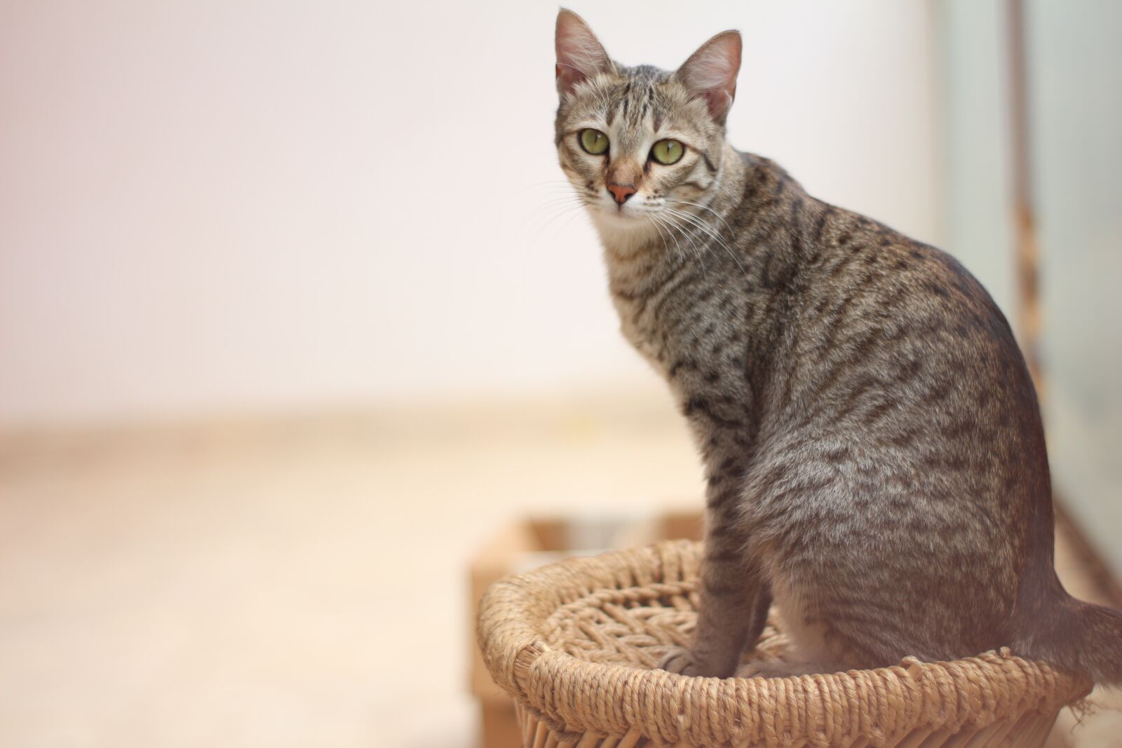 Canon EOS 650D (EOS Rebel T4i / EOS Kiss X6i) sample photo. Cat, pet, gray tabby photography