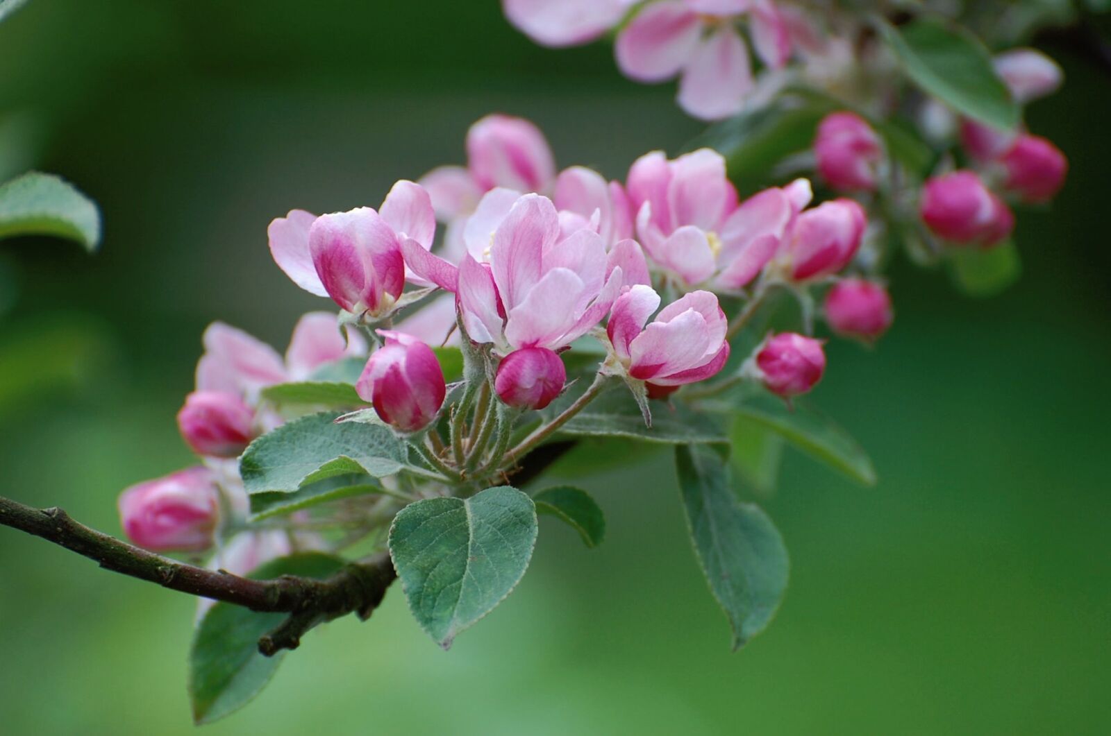 Nikon D40 sample photo. Blossom, bloom, apple blossom photography