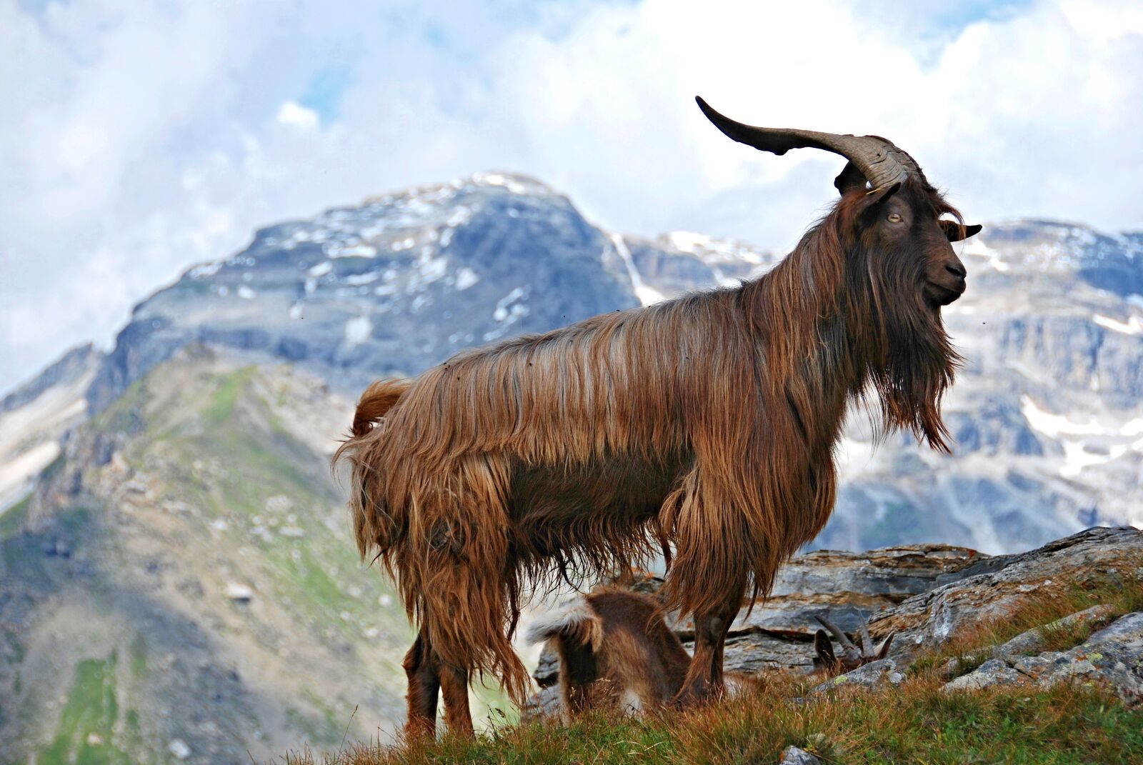Nikon D80 sample photo. Animal, livestock, goat photography