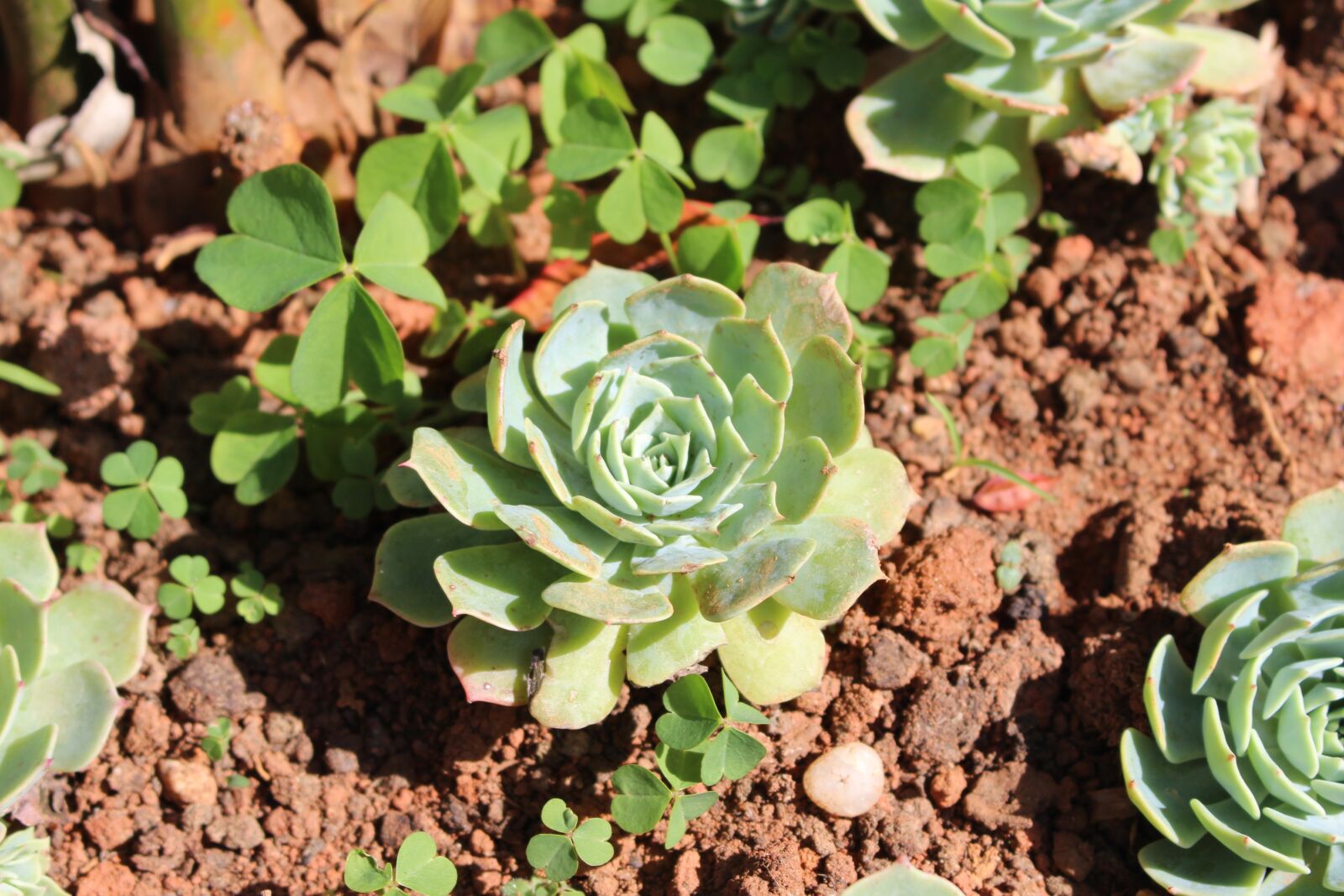 Canon EOS 700D (EOS Rebel T5i / EOS Kiss X7i) sample photo. Flower, succulents, green photography