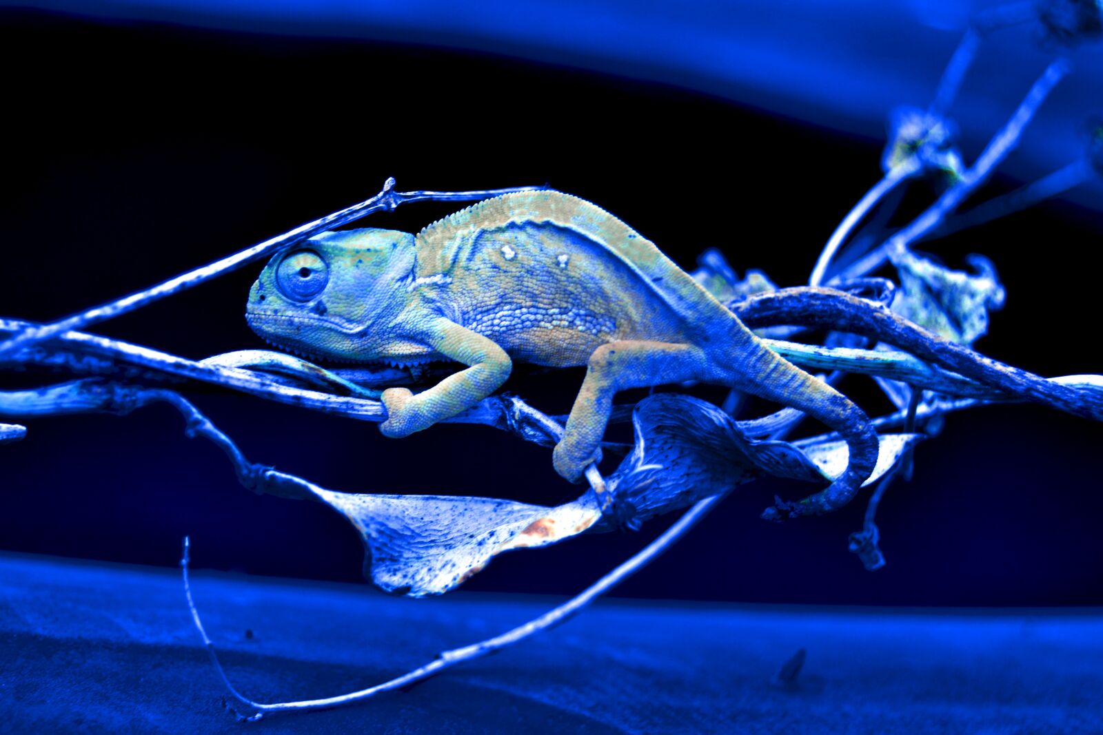 Nikon D3100 sample photo. Animal, wild, nature photography