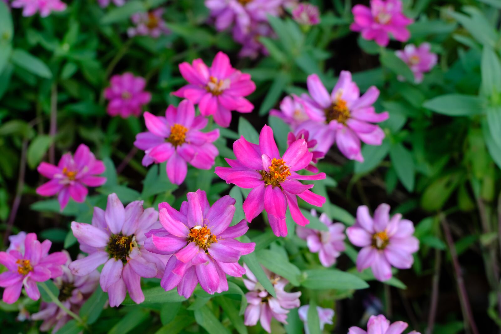 Fujifilm X-T30 sample photo. Flower, autumn, garden photography