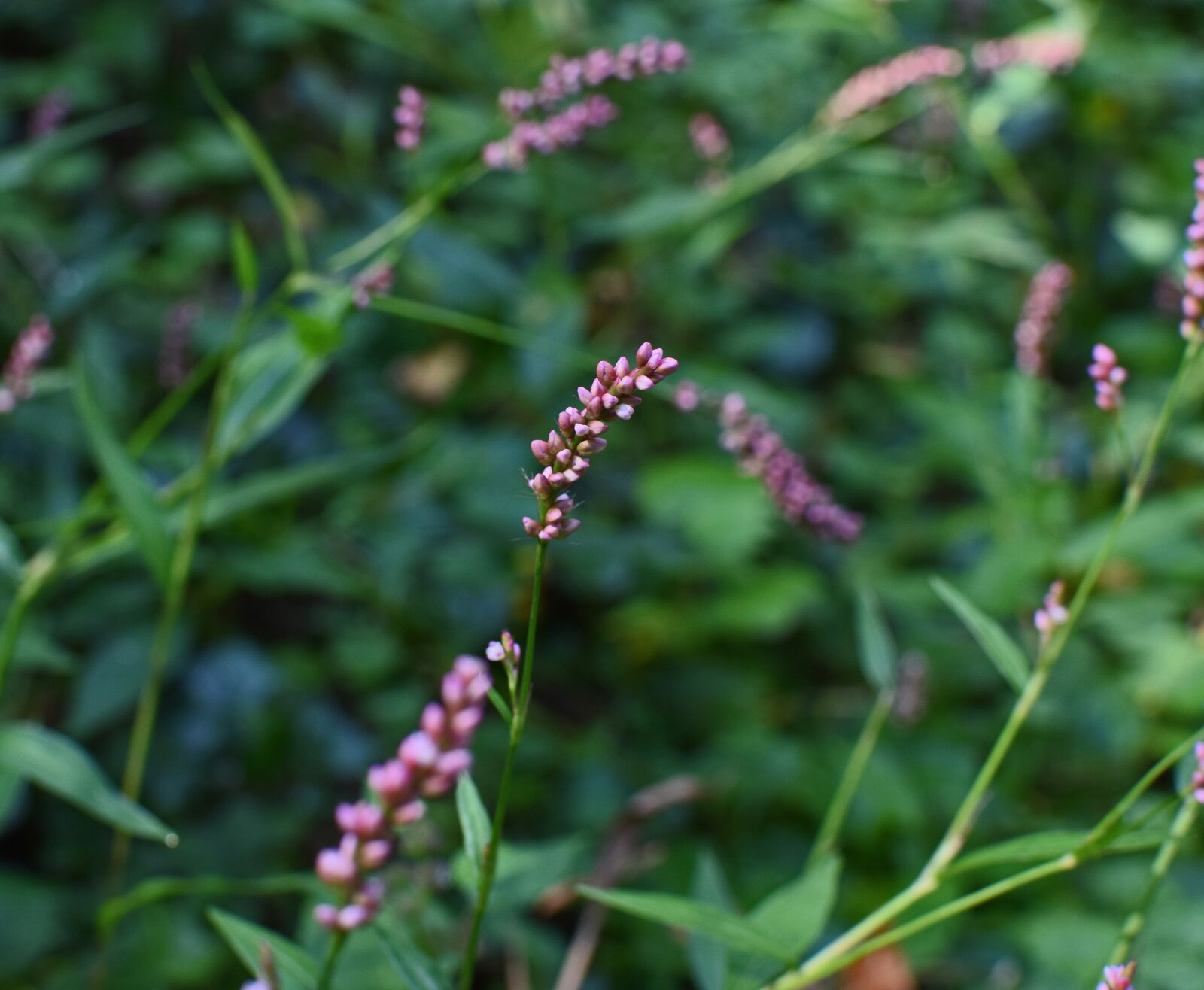 Nikon D3300 sample photo. Smartweed, knotweed, wildflower photography