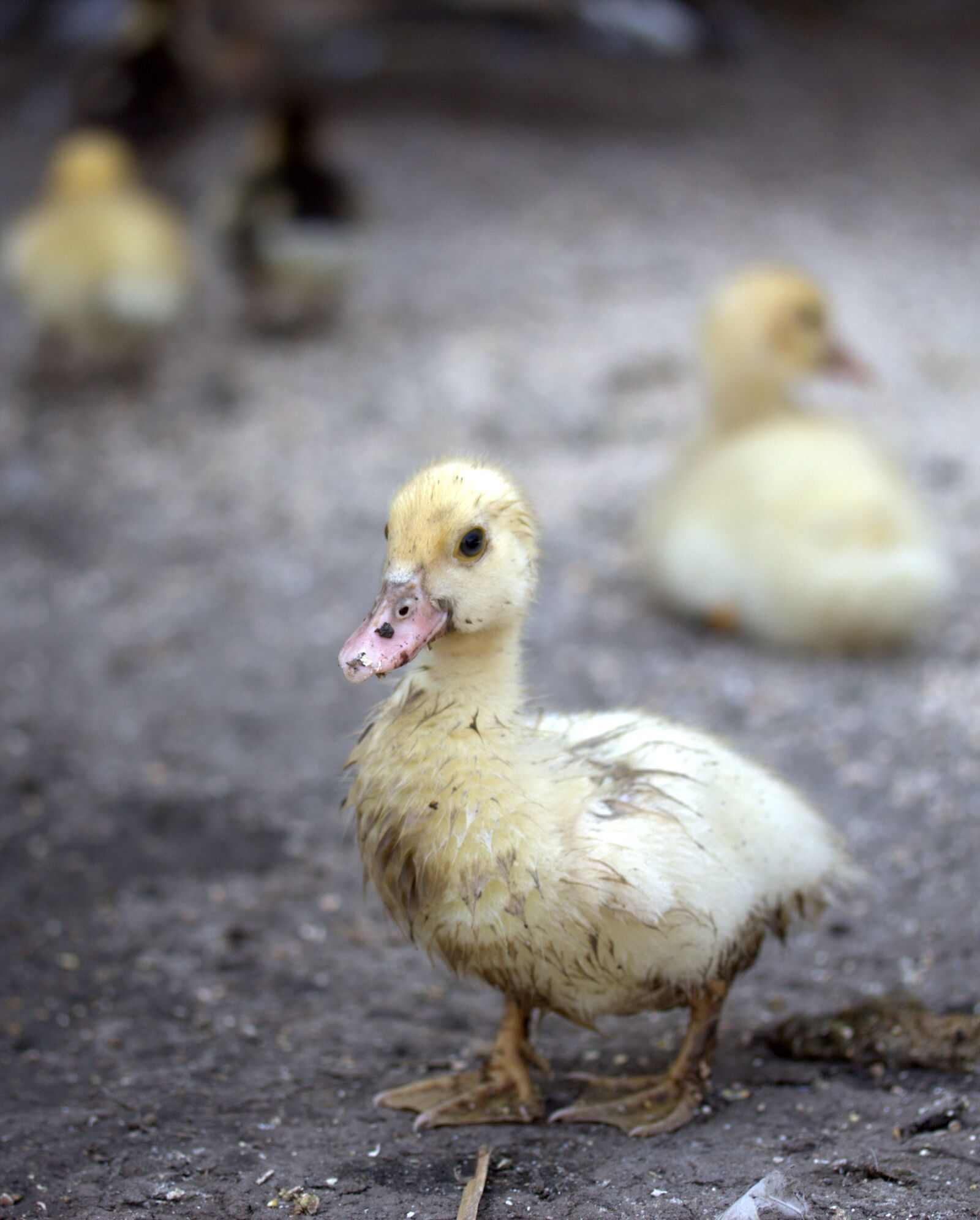 Canon EF-S 60mm F2.8 Macro USM sample photo. Duckling, dirty, bird domestica photography