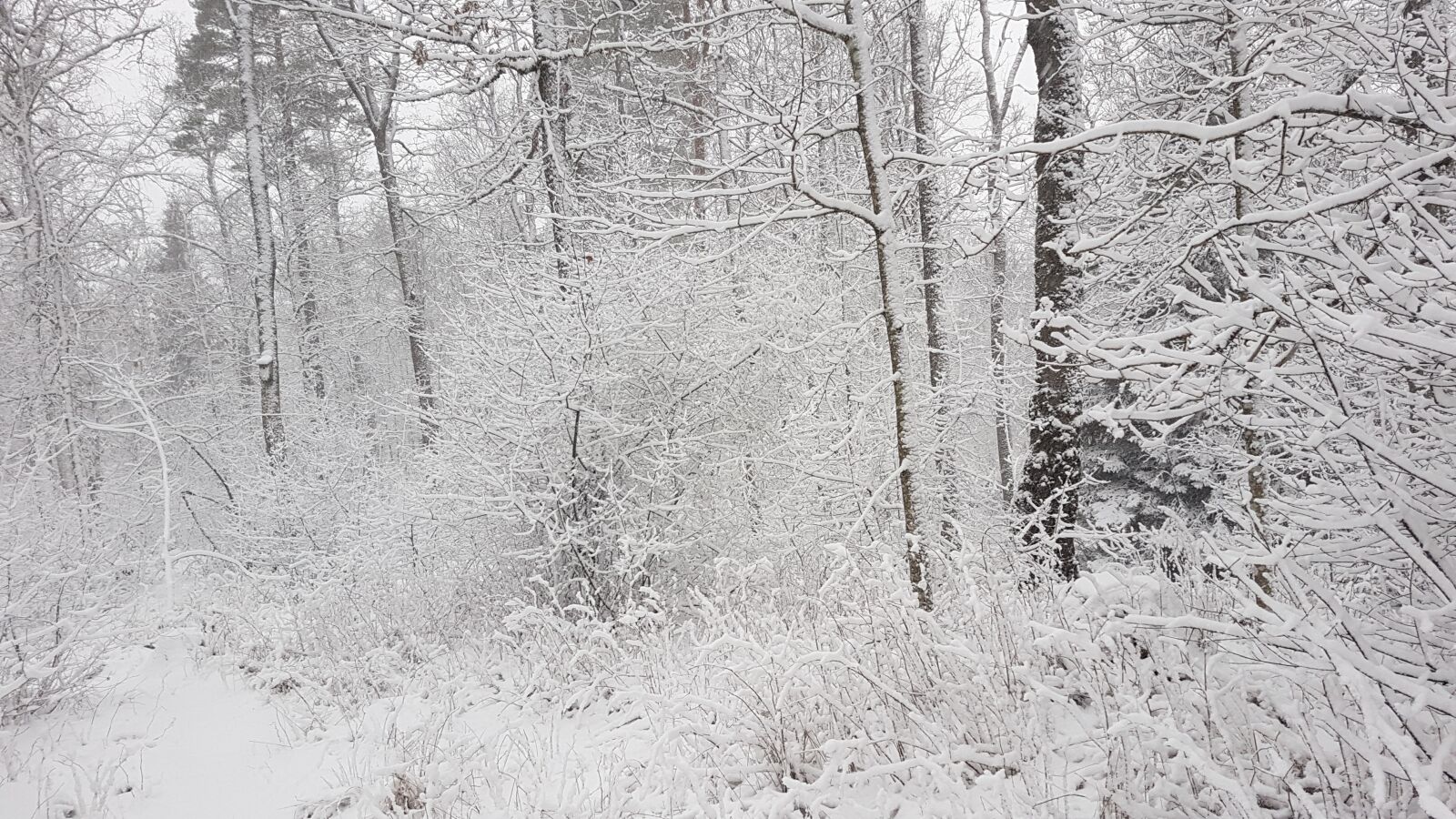 Samsung Galaxy S7 sample photo. Winter, forest, snow photography