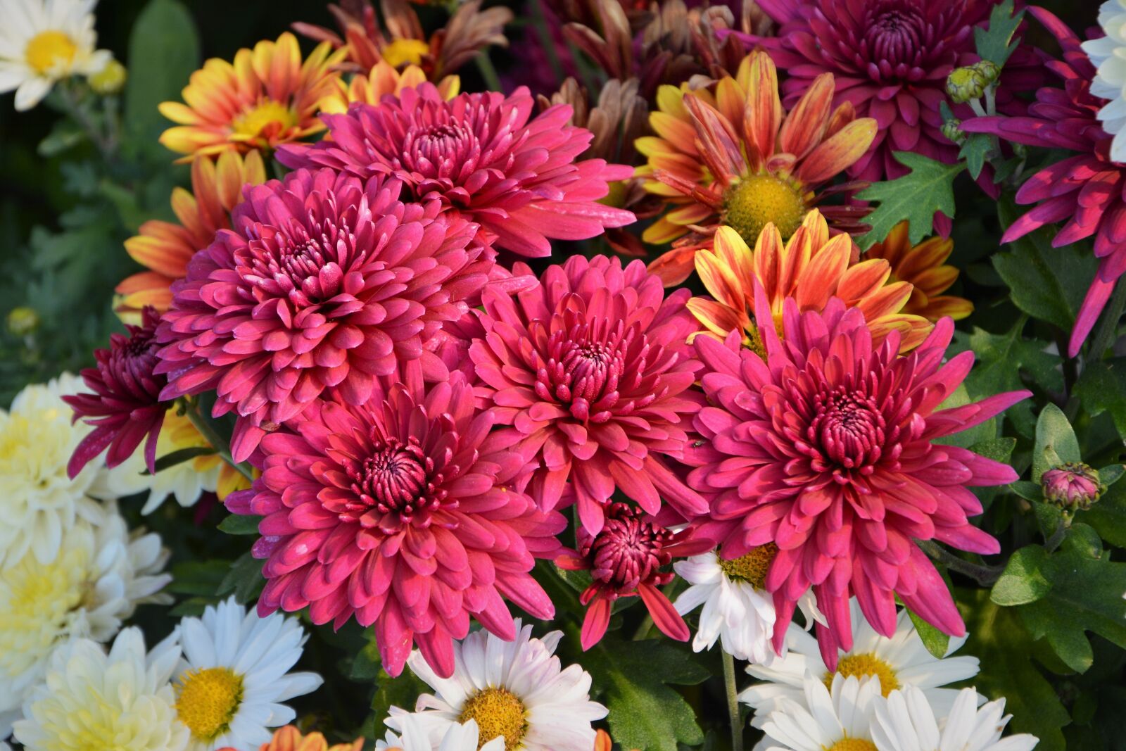 Nikon D7100 sample photo. Flower, chichewa live, vivid photography