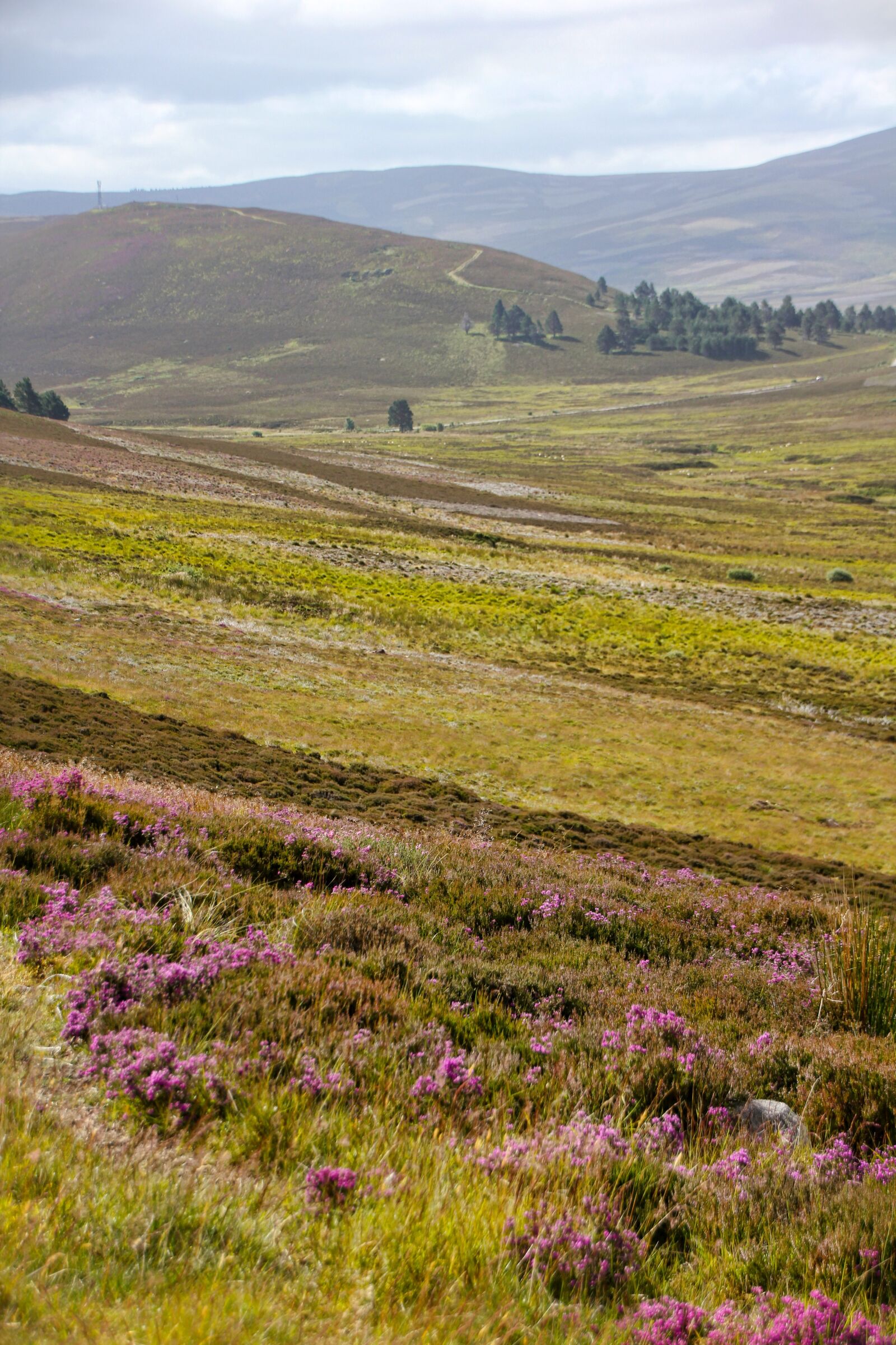 Canon EOS 550D (EOS Rebel T2i / EOS Kiss X4) sample photo. Scotland, landscape, meadow photography