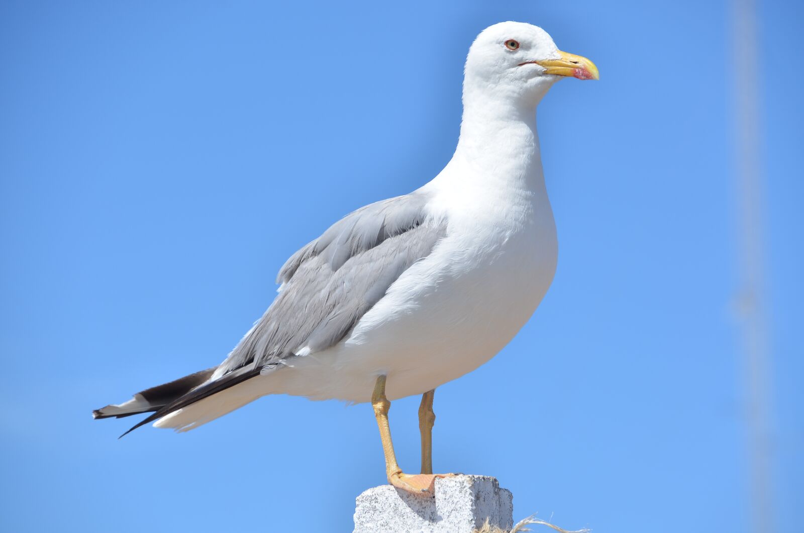 Nikon D5100 sample photo. Seagull, bird, sky photography
