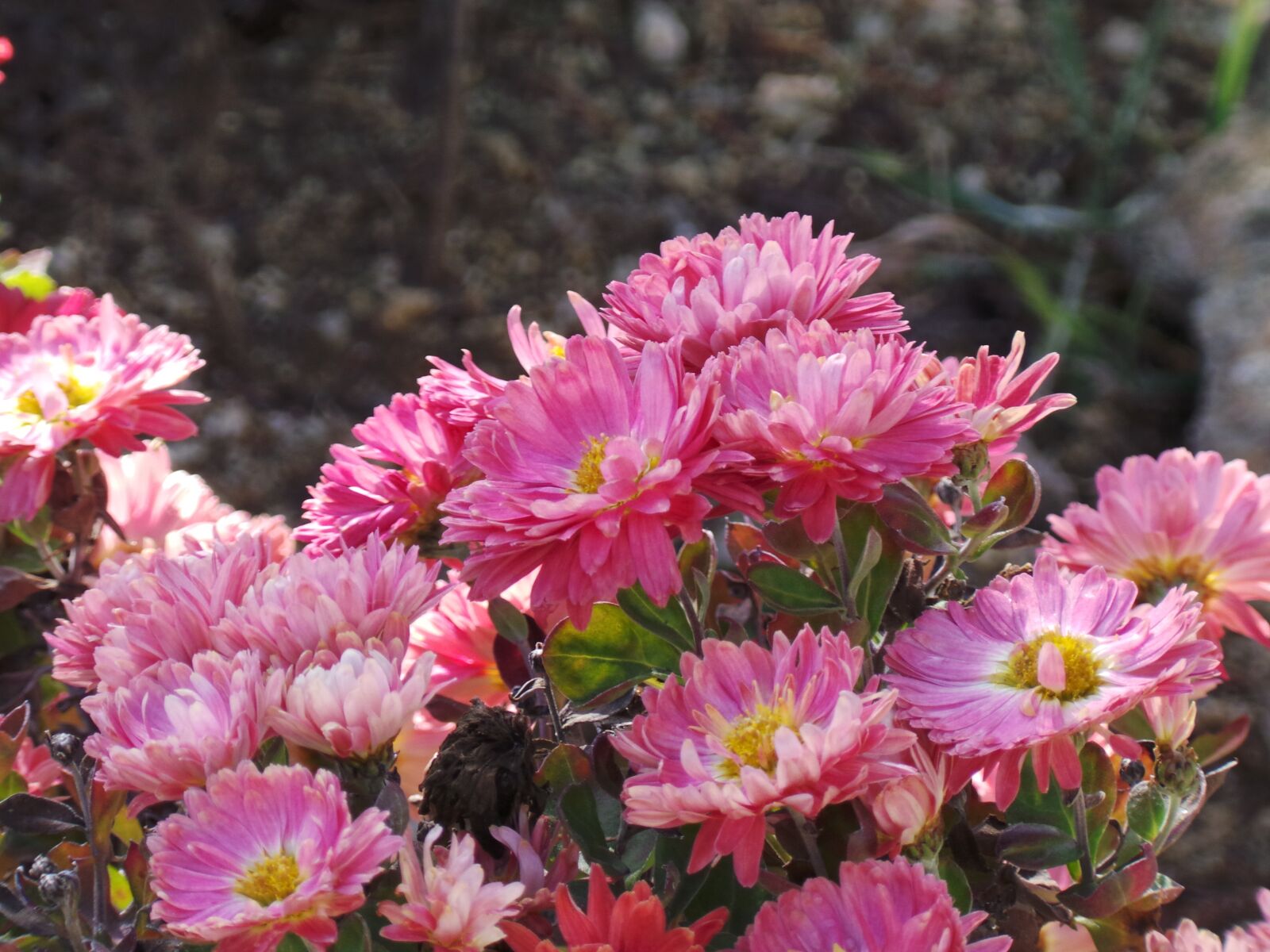 Samsung Galaxy Camera (Wi-Fi) sample photo. Flower, flowers, purple flower photography