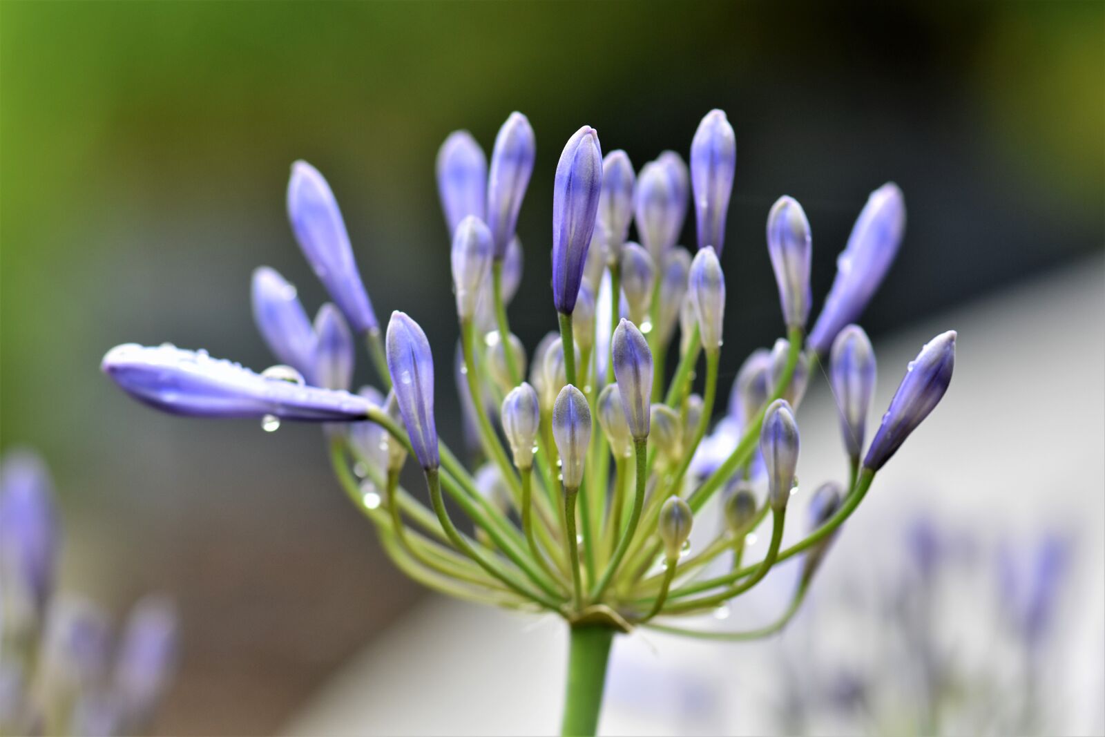 Nikon D5500 sample photo. Agapanthus, purple, green photography