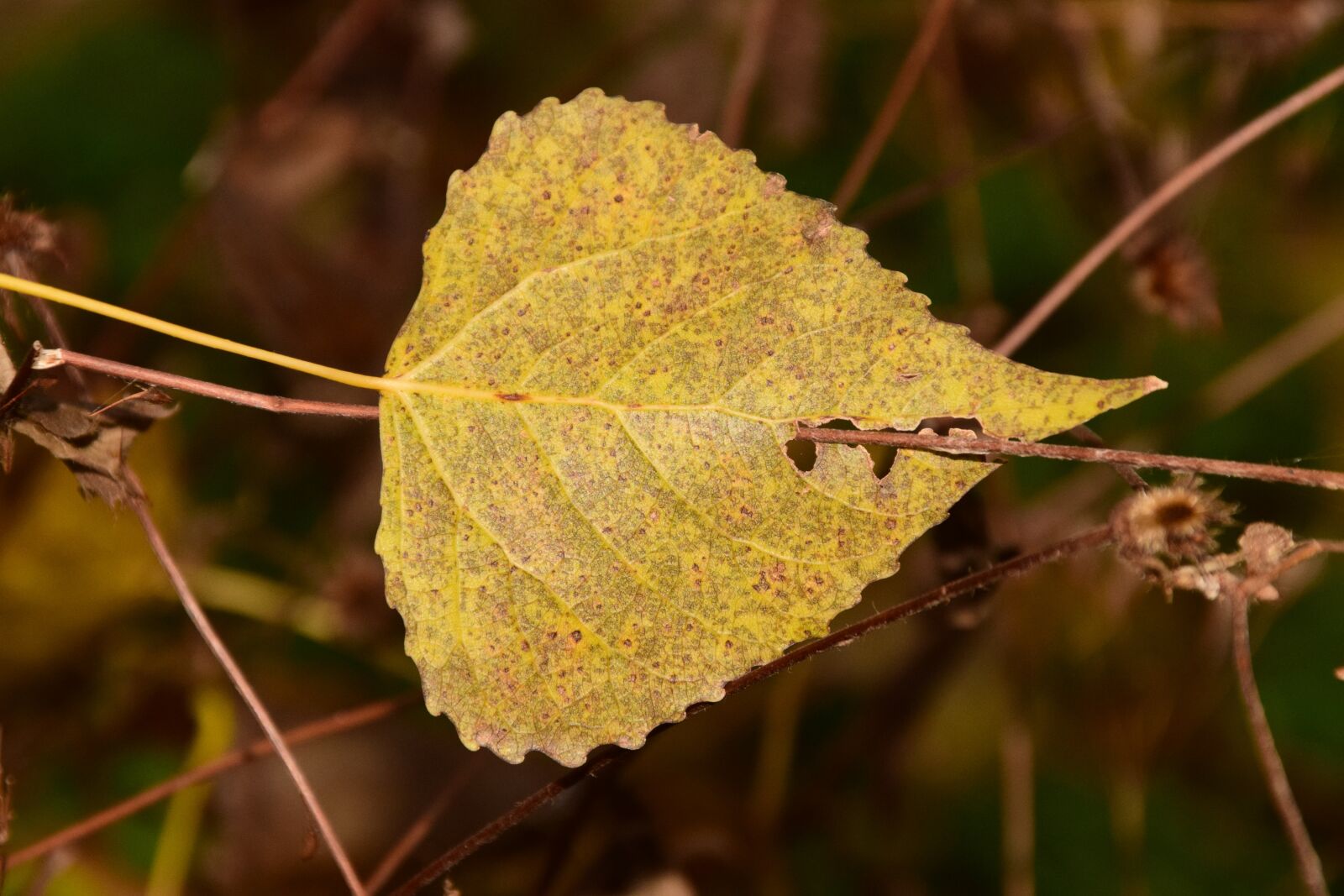 Nikon D3300 sample photo. Autumn, fall foliage, leaves photography