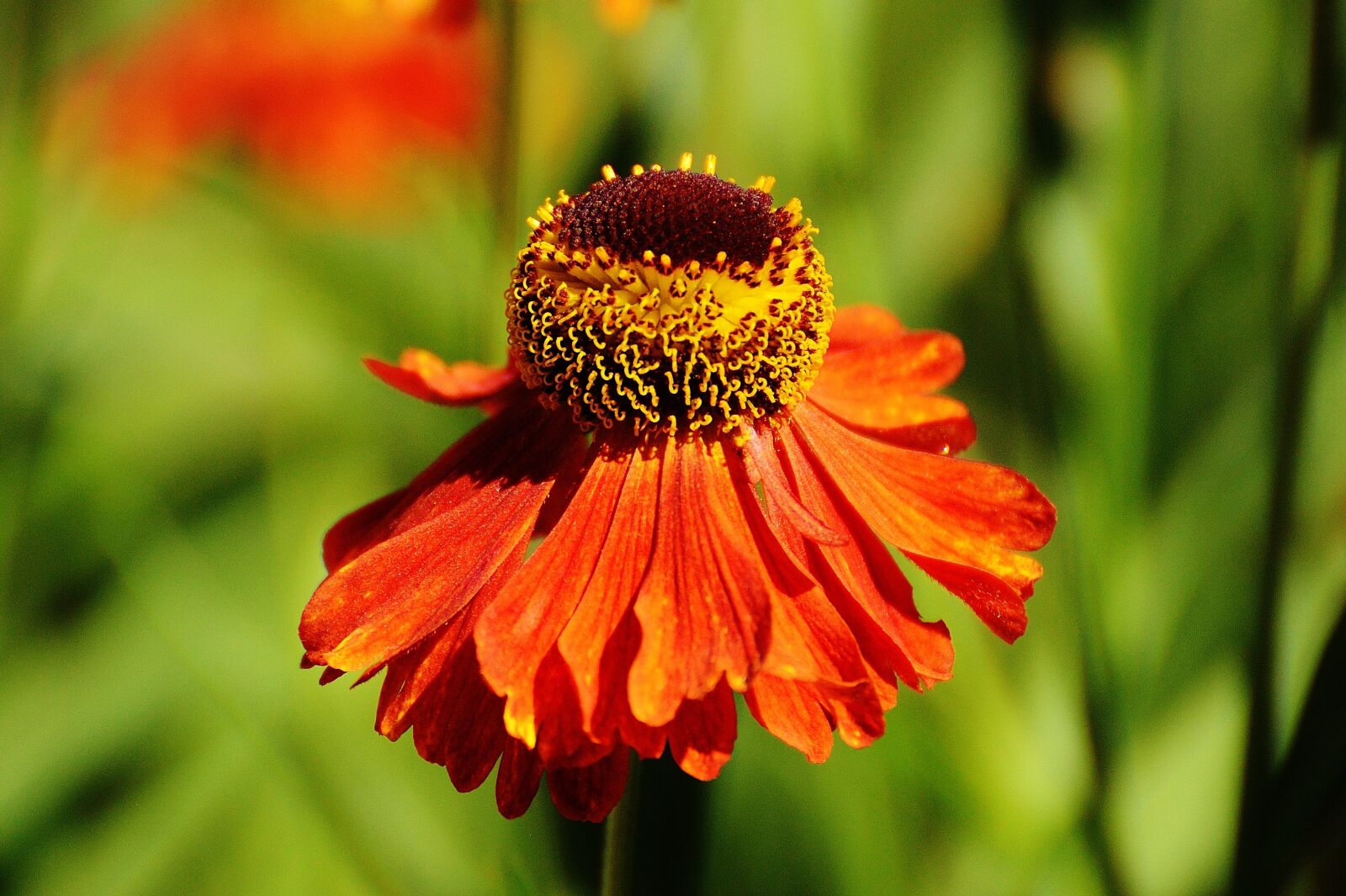 Nikon D3200 sample photo. Coneflower, echinacea purpurea, summer photography