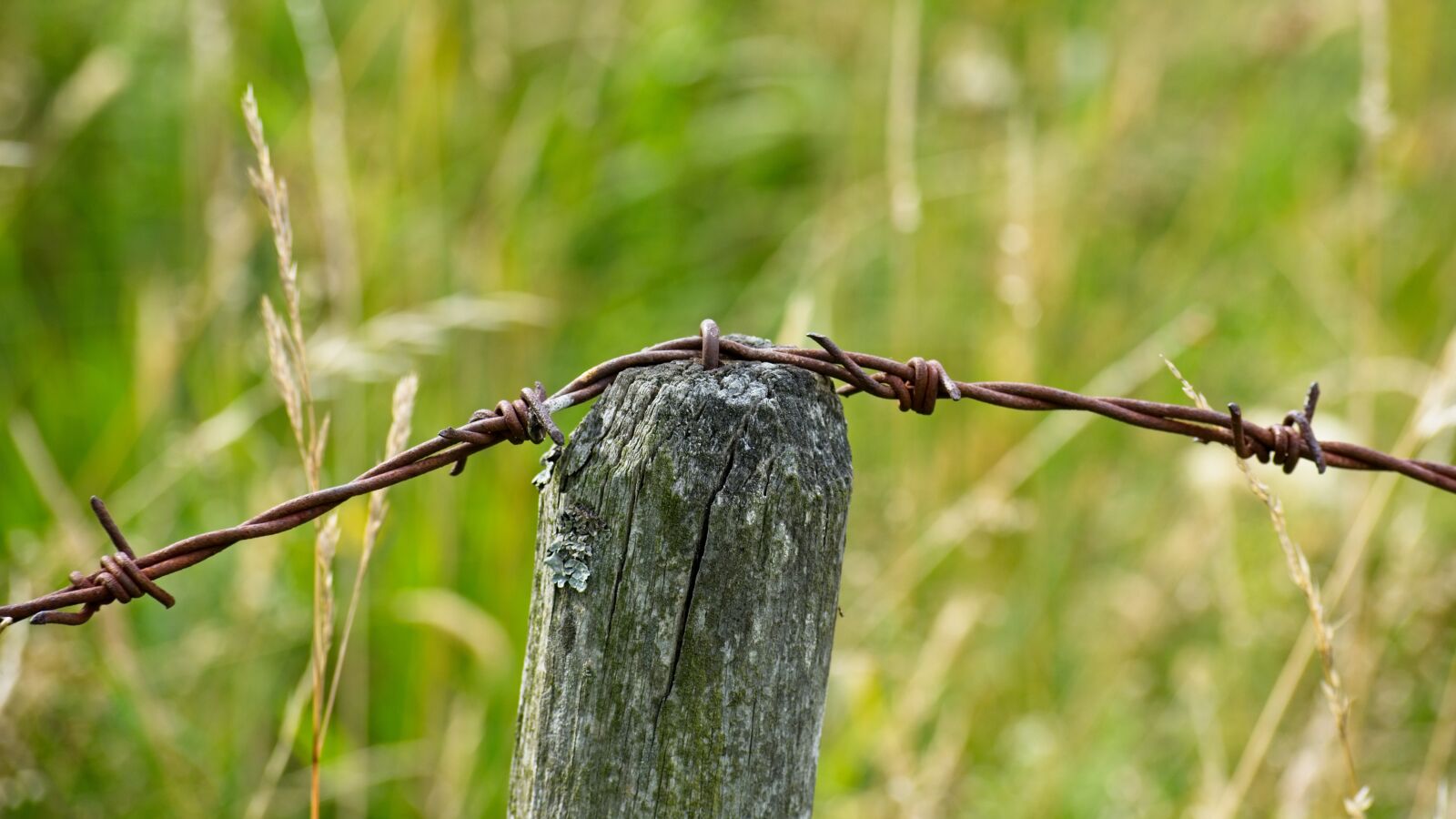 Nikon D7100 sample photo. Barbed wire, wire, metal photography