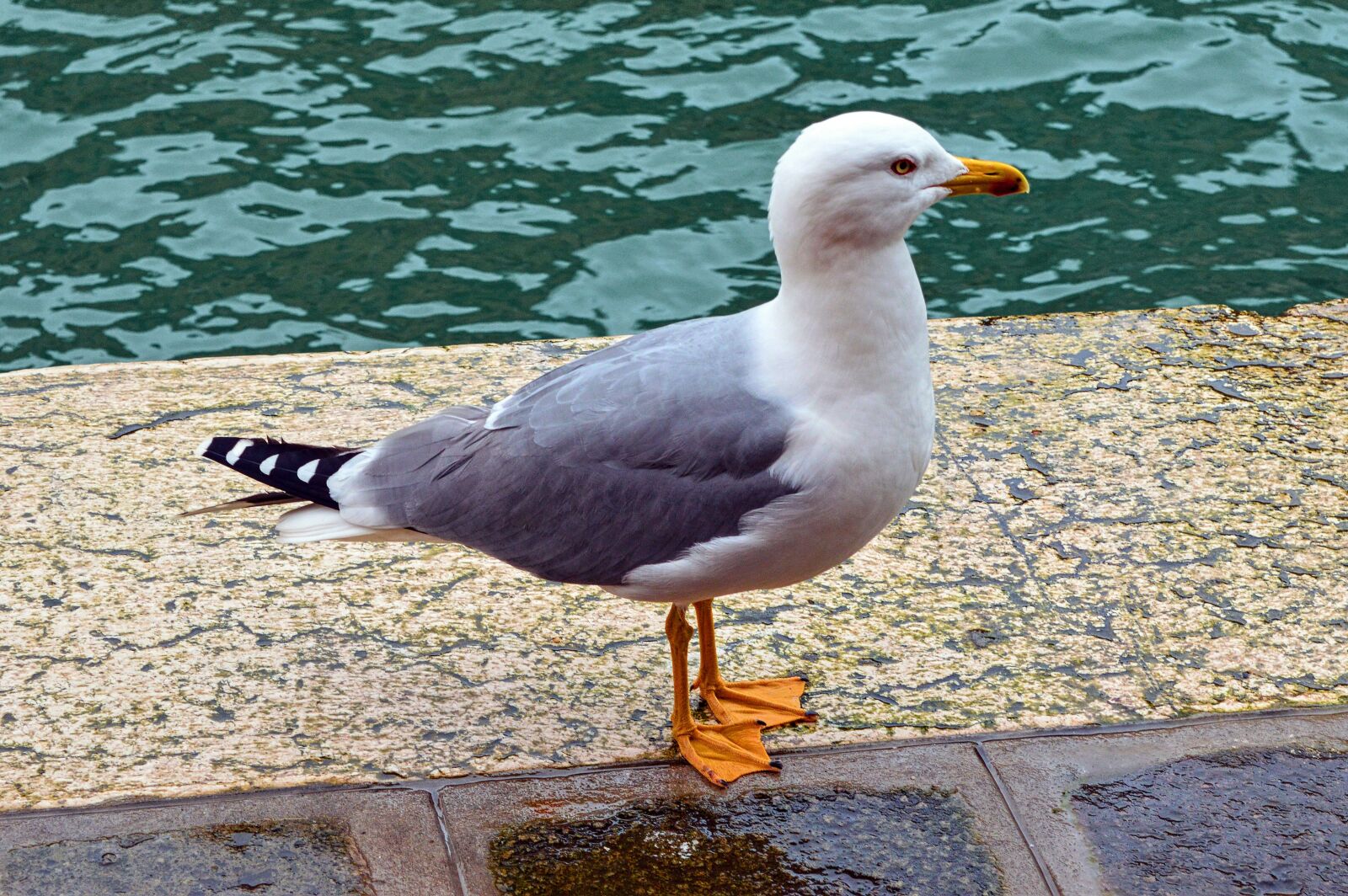 Nikon D3200 sample photo. Bird, seagull, wings photography