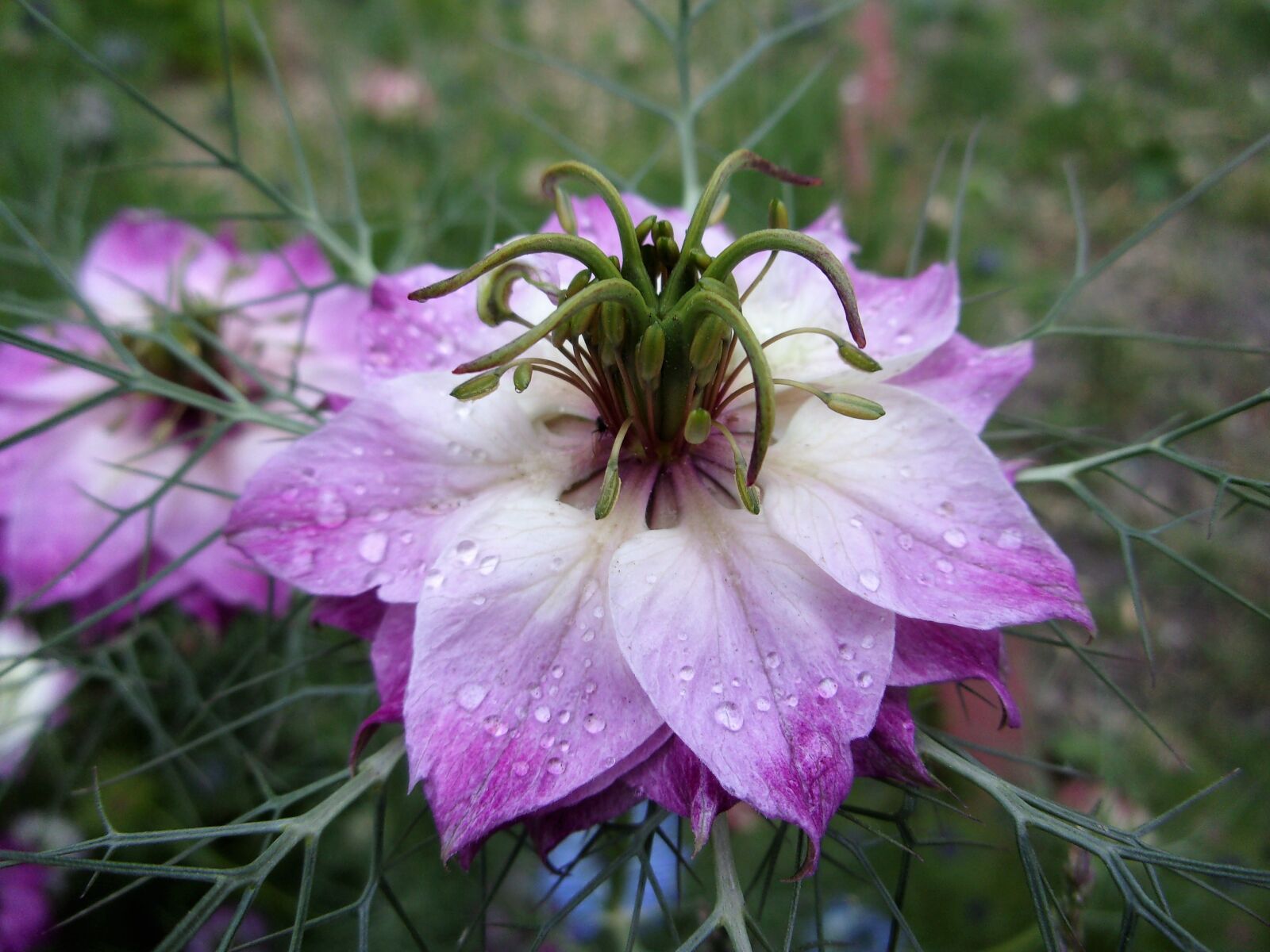 JK KODAK PIXPRO X53 sample photo. Damascus nigella, flower, summer photography