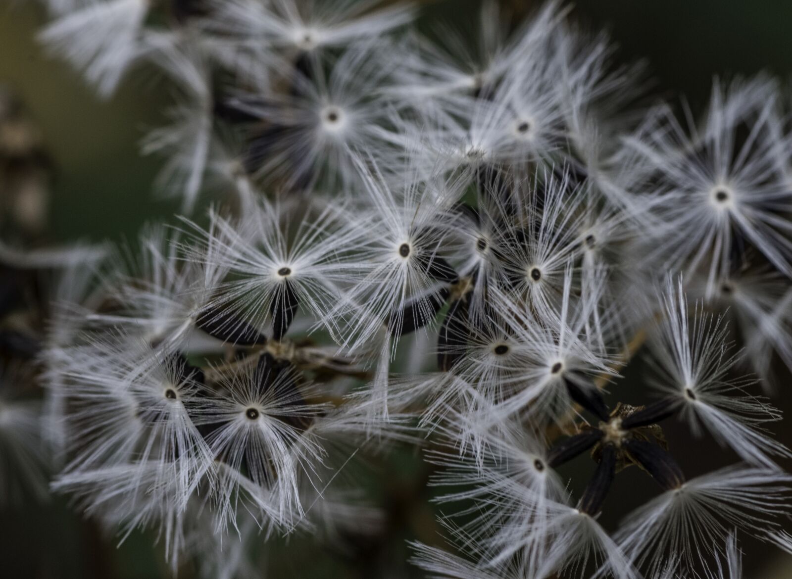 Nikon D750 sample photo. Daisy, dandelion, flowers photography
