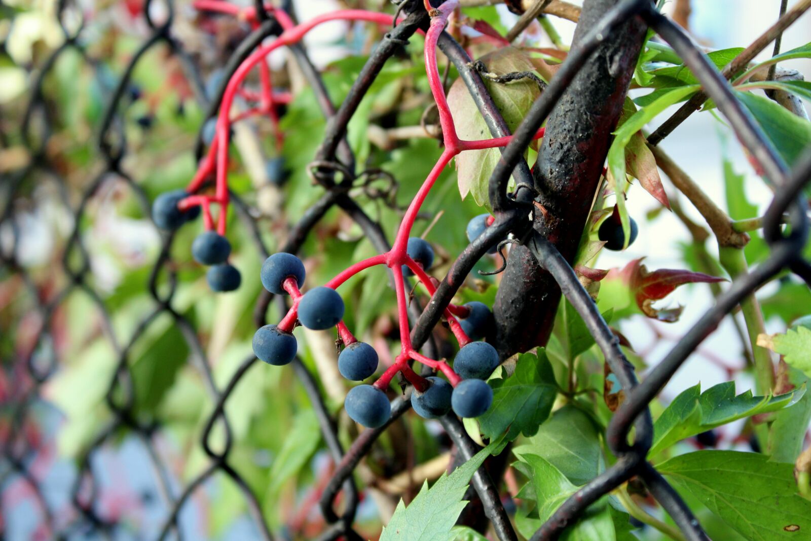 Canon EOS 1200D (EOS Rebel T5 / EOS Kiss X70 / EOS Hi) sample photo. Parthenocissus, vines, black berries photography