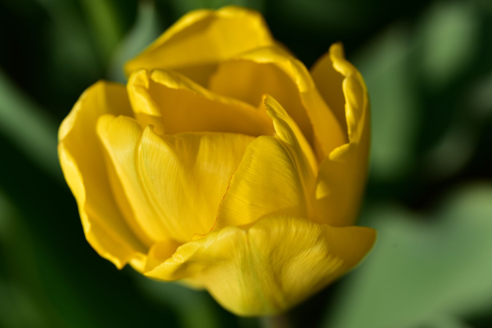 Nikon D750 sample photo. Tulip, yellow, spring photography