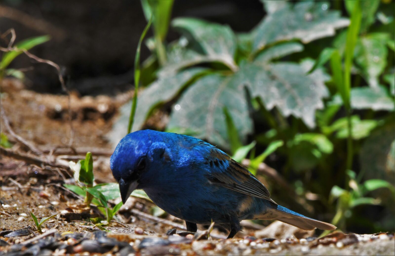 Nikon D850 sample photo. Bird, songbird, indigo photography