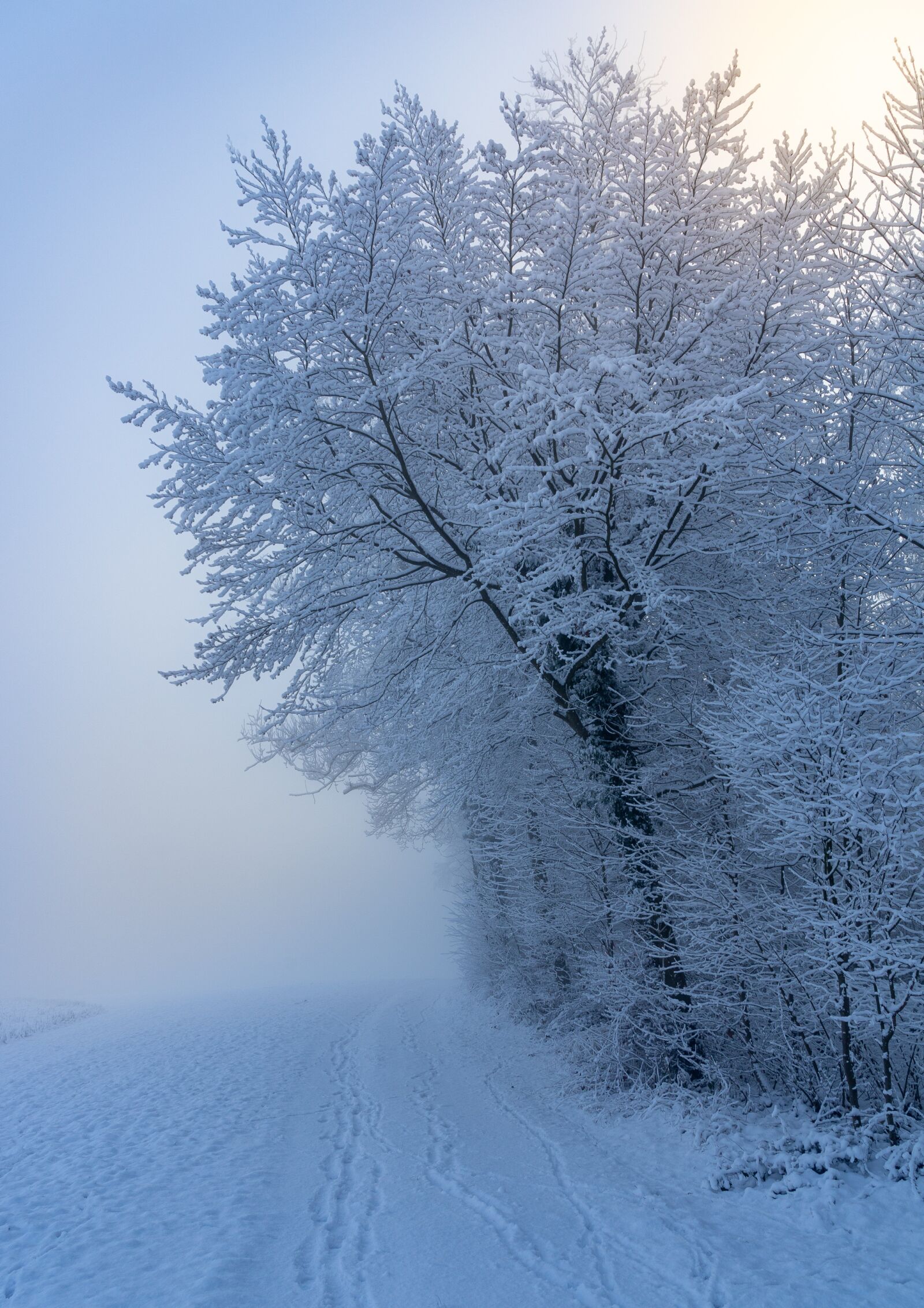 Sony a7 II + Sony Vario Tessar T* FE 24-70mm F4 ZA OSS sample photo. Winter, landscape, snow photography