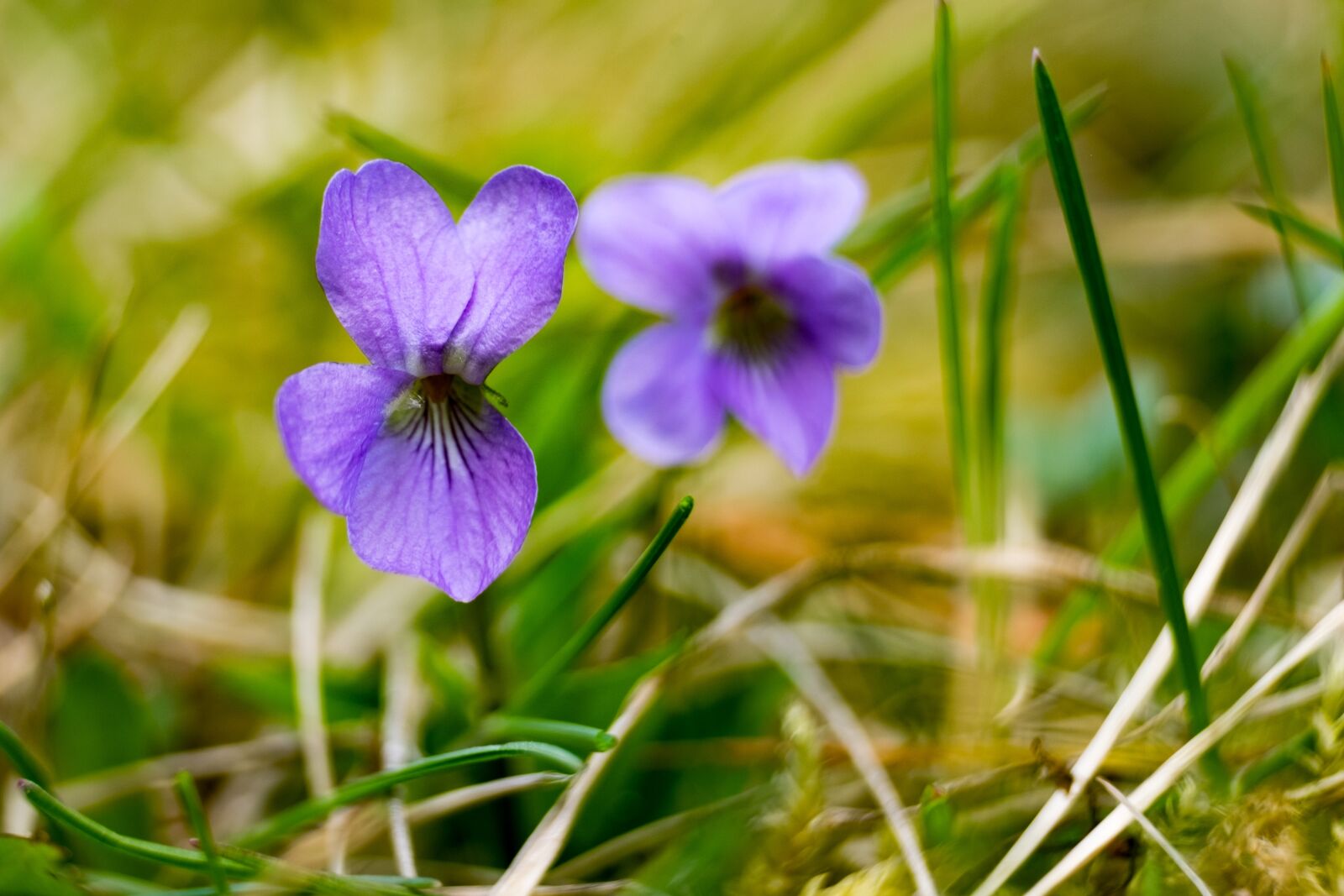 Fujifilm XF 55-200mm F3.5-4.8 R LM OIS sample photo. Flower, violet, spring photography