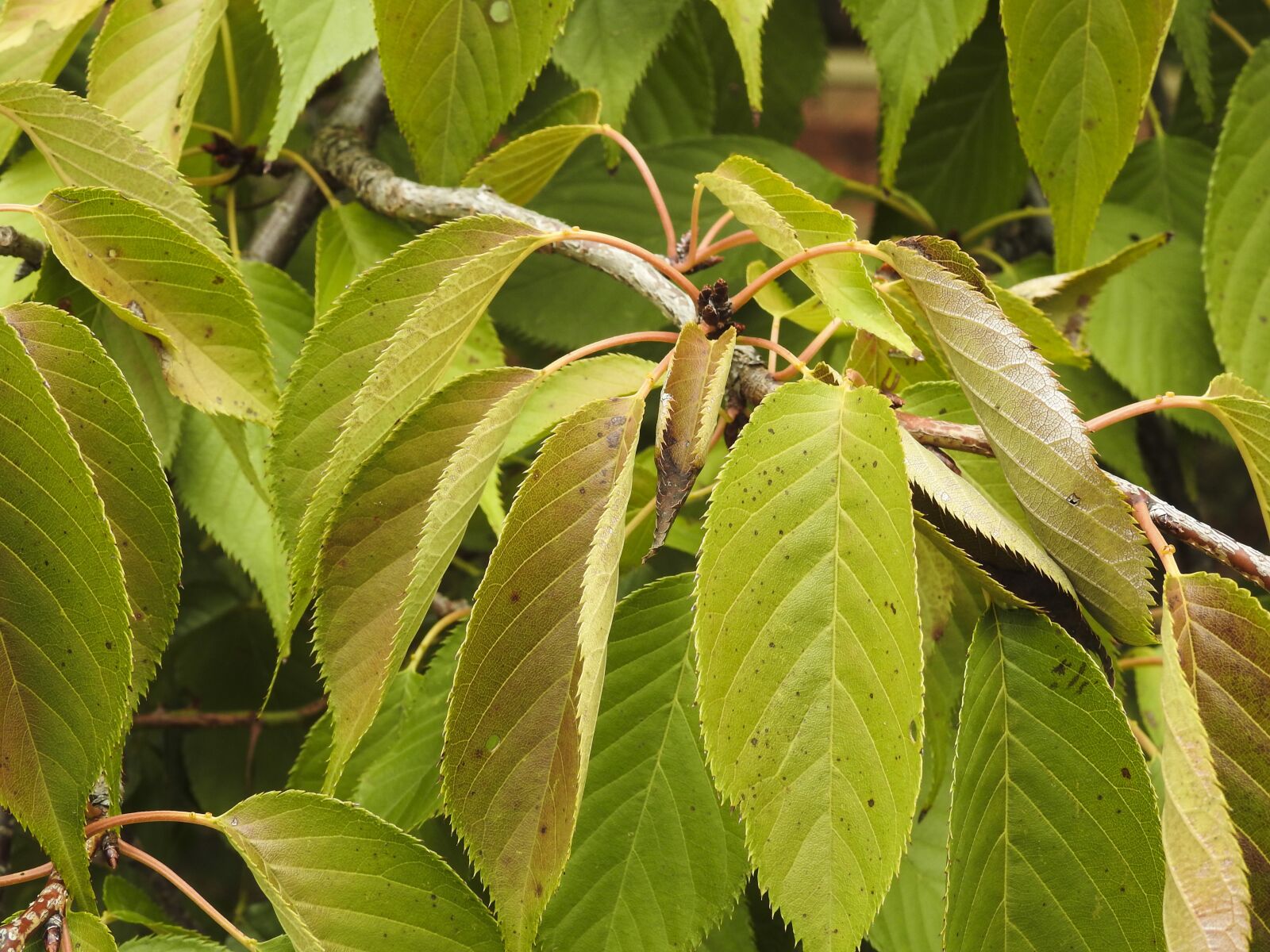 Nikon Coolpix P900 sample photo. Leaf, nature, flora photography