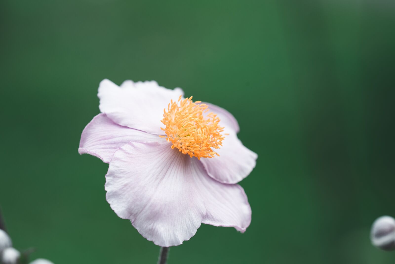 Nikon D750 sample photo. Anemone, pink, fall anemone photography