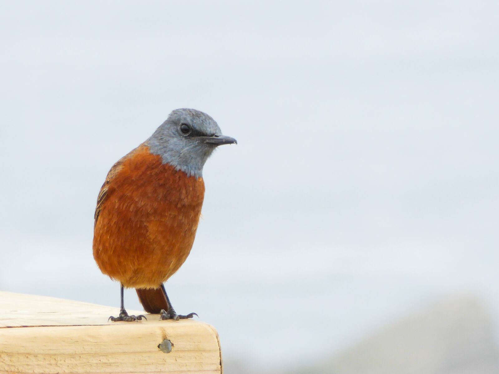 Panasonic DMC-TZ71 sample photo. Bird, funny, orange photography